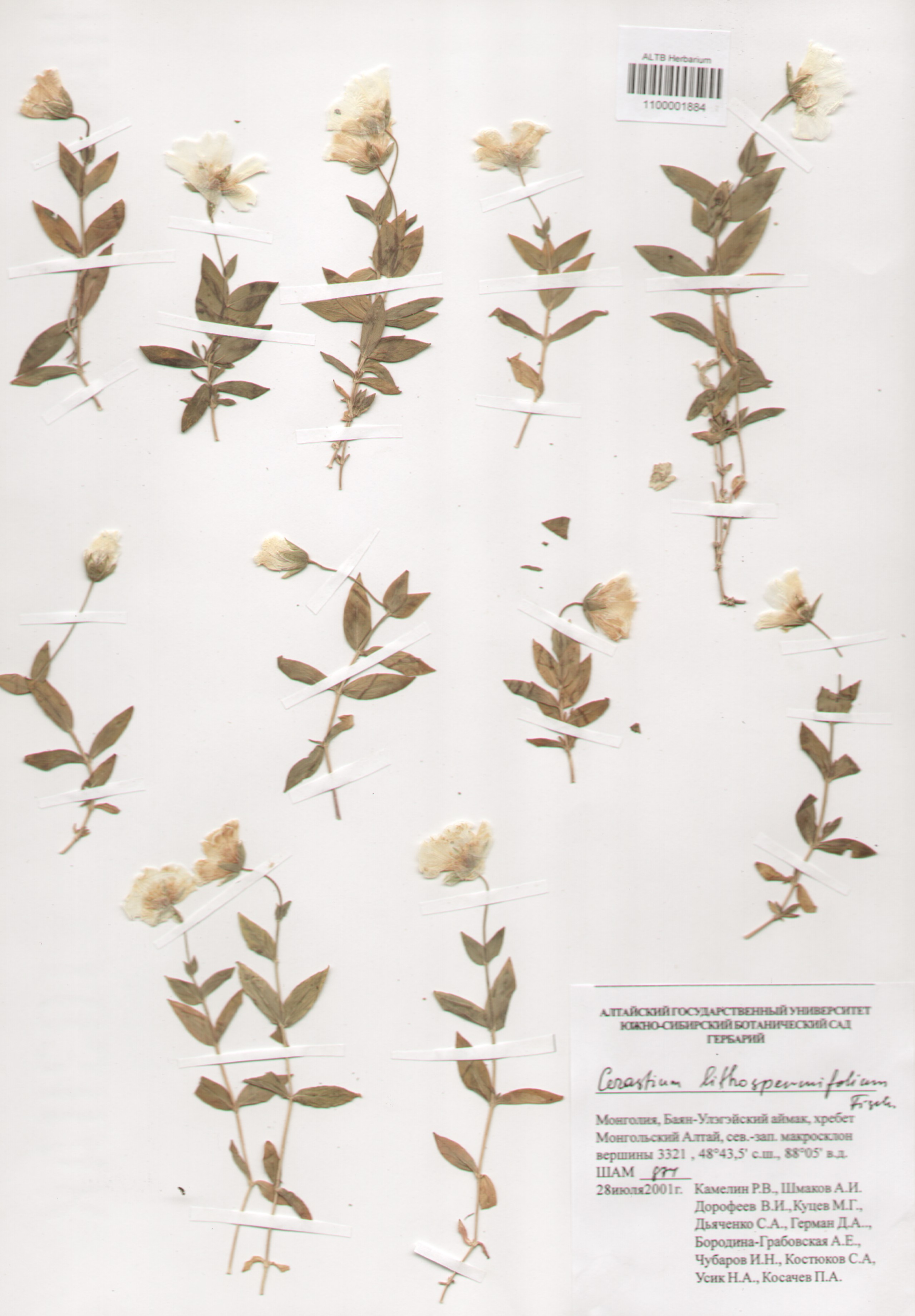 Caryophyllaceae,Cerastium litospermipholium Fisch.