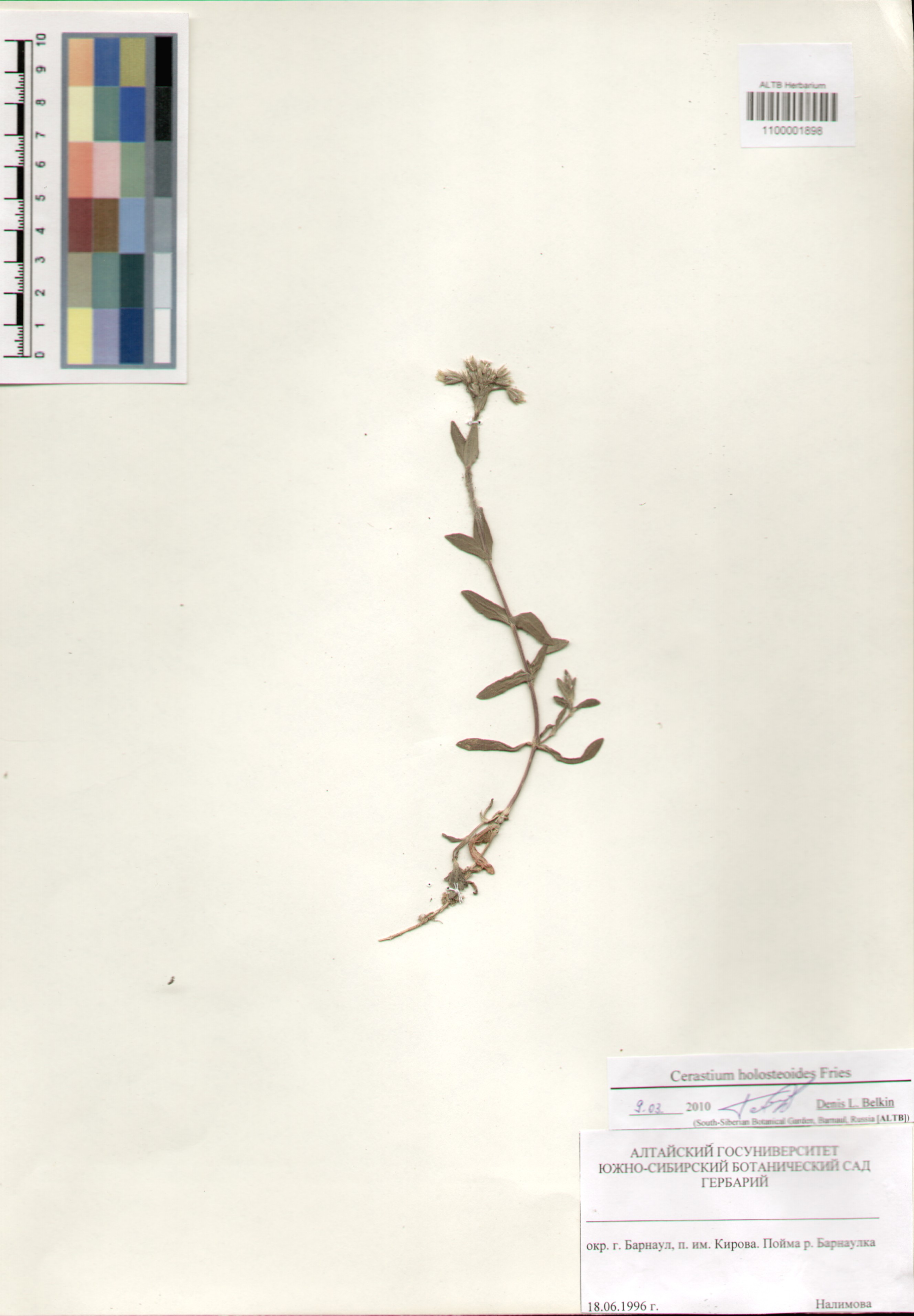 Caryophyllaceae,Cerastium holosteoides Fries.
