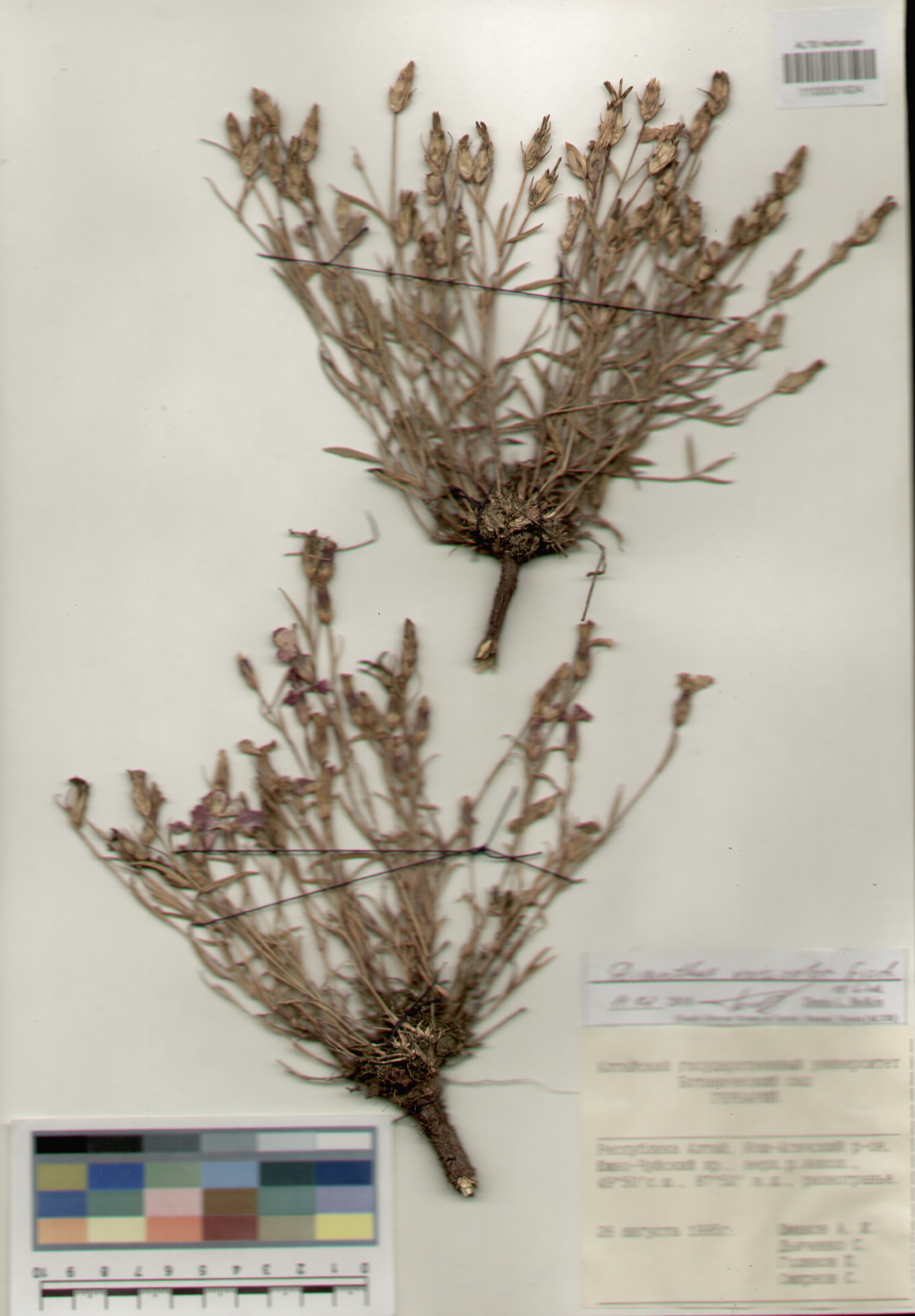 Caryophyllaceae,Dianthus versicolor Fischer ex Link.