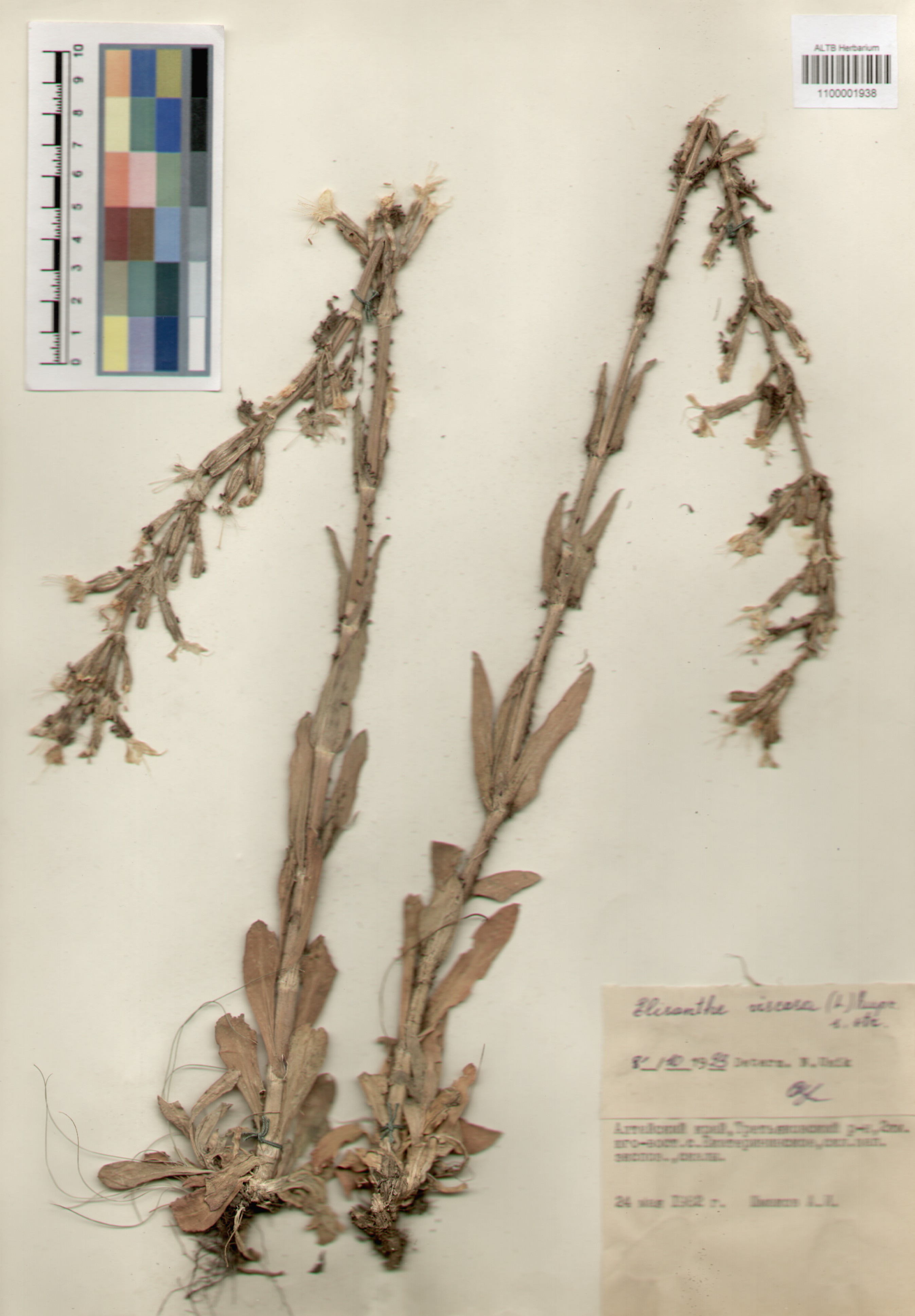 Caryophyllaceae,Elisanthe viscosa (L.) Rupr.