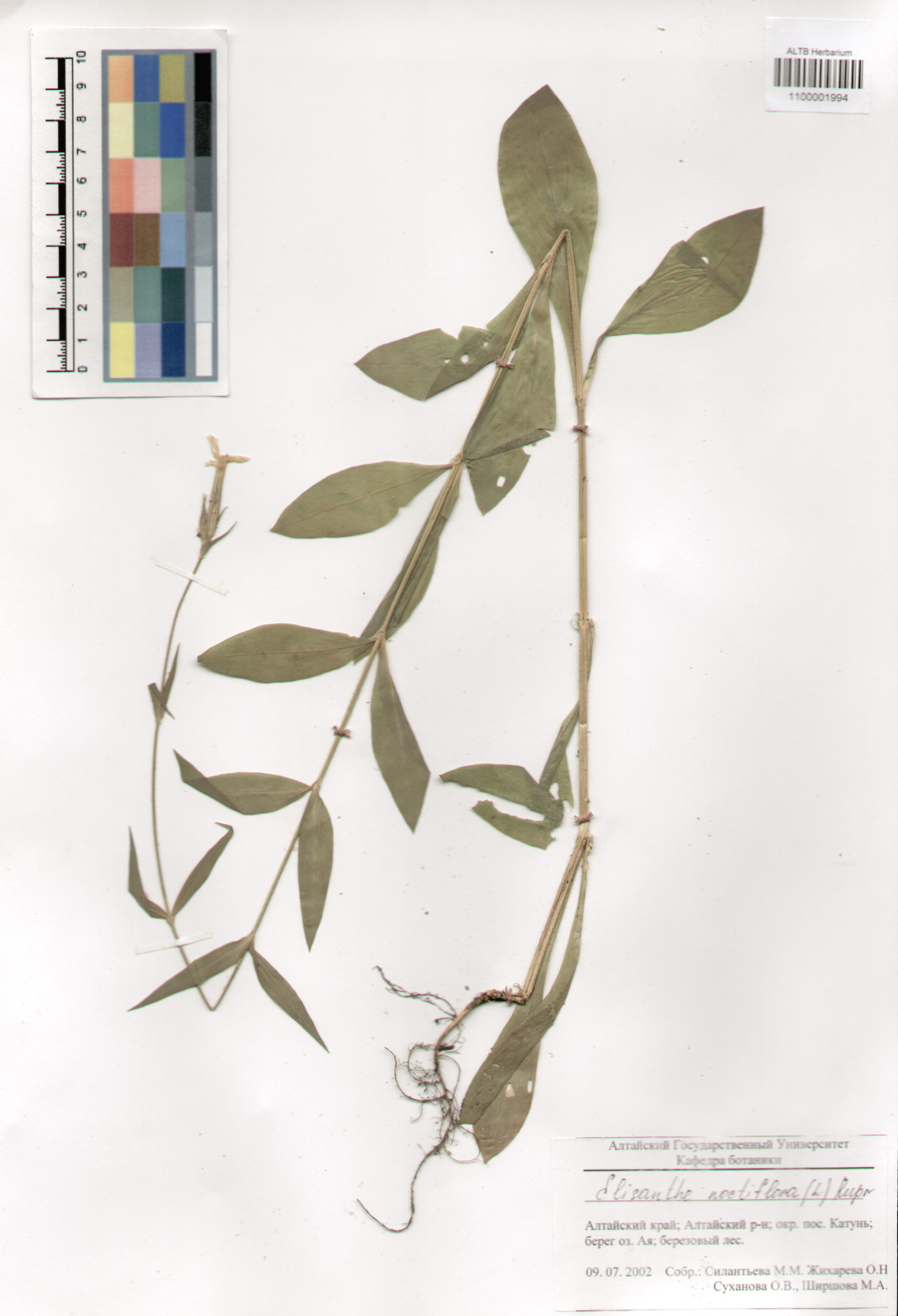 Caryophyllaceae,Elisanthe noctiflora (L.) Rupr.