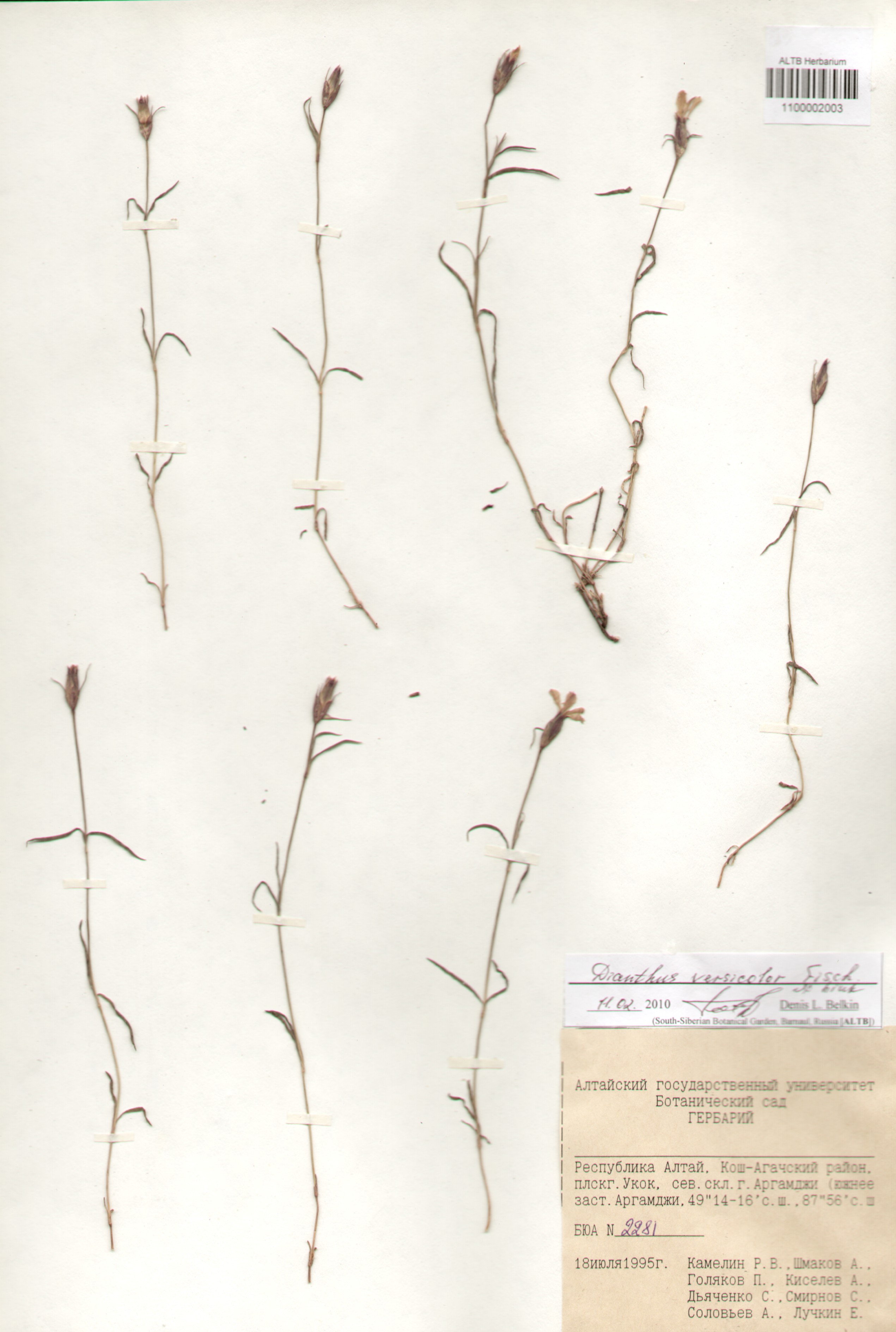 Caryophyllaceae,Dianthus versicolor Fischer ex Link. Caryophyllaceae,Dianthus versicolor Fischer ex Link.