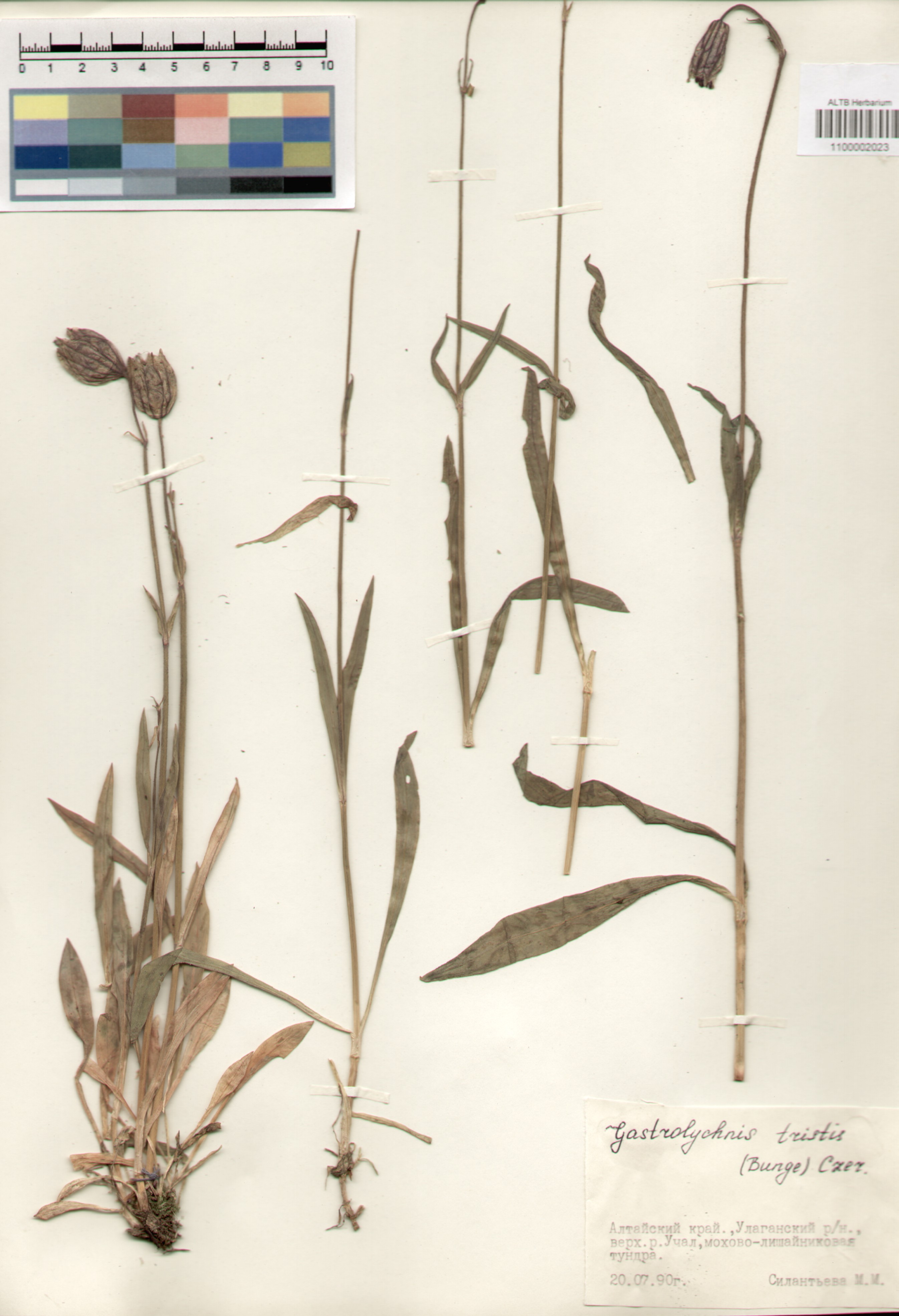Caryophyllaceae,Gastrolychnis tristis (Bunge) Czer.