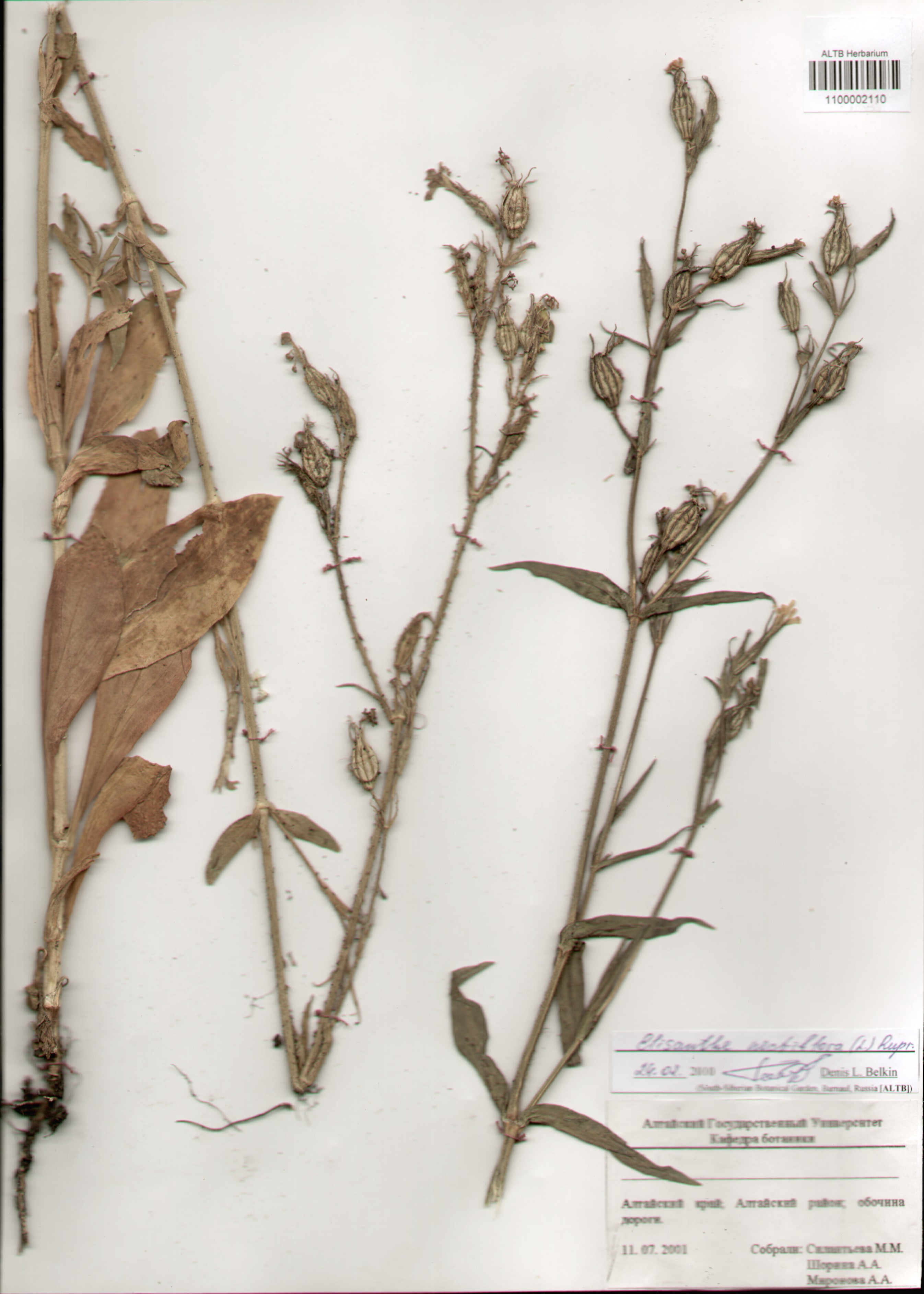 Caryophyllaceae,Elisanthe noctiflora (L.) Rupr.