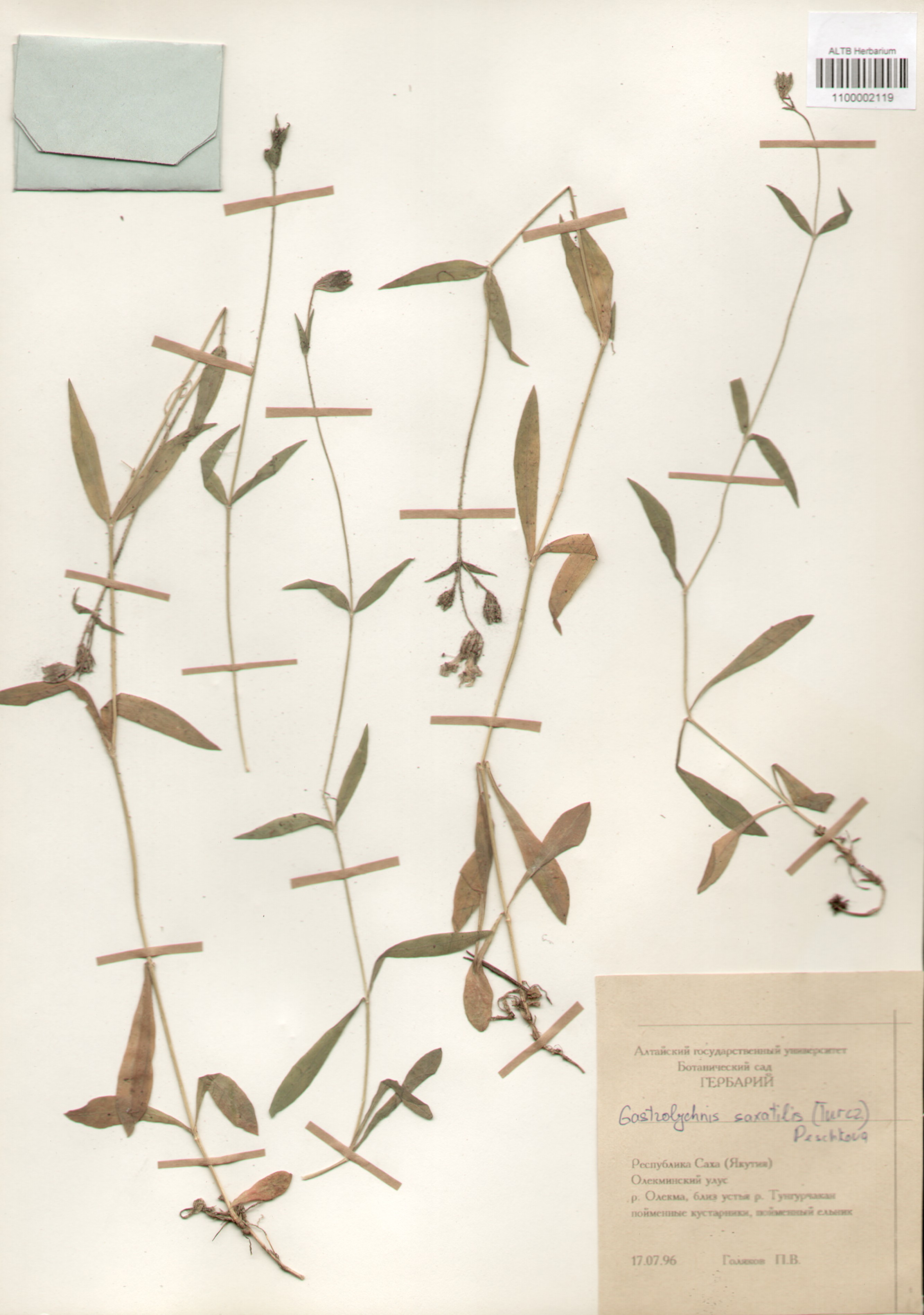 Caryophyllaceae,Gastrolychnis saxatilis (Turcz) Peschkova.