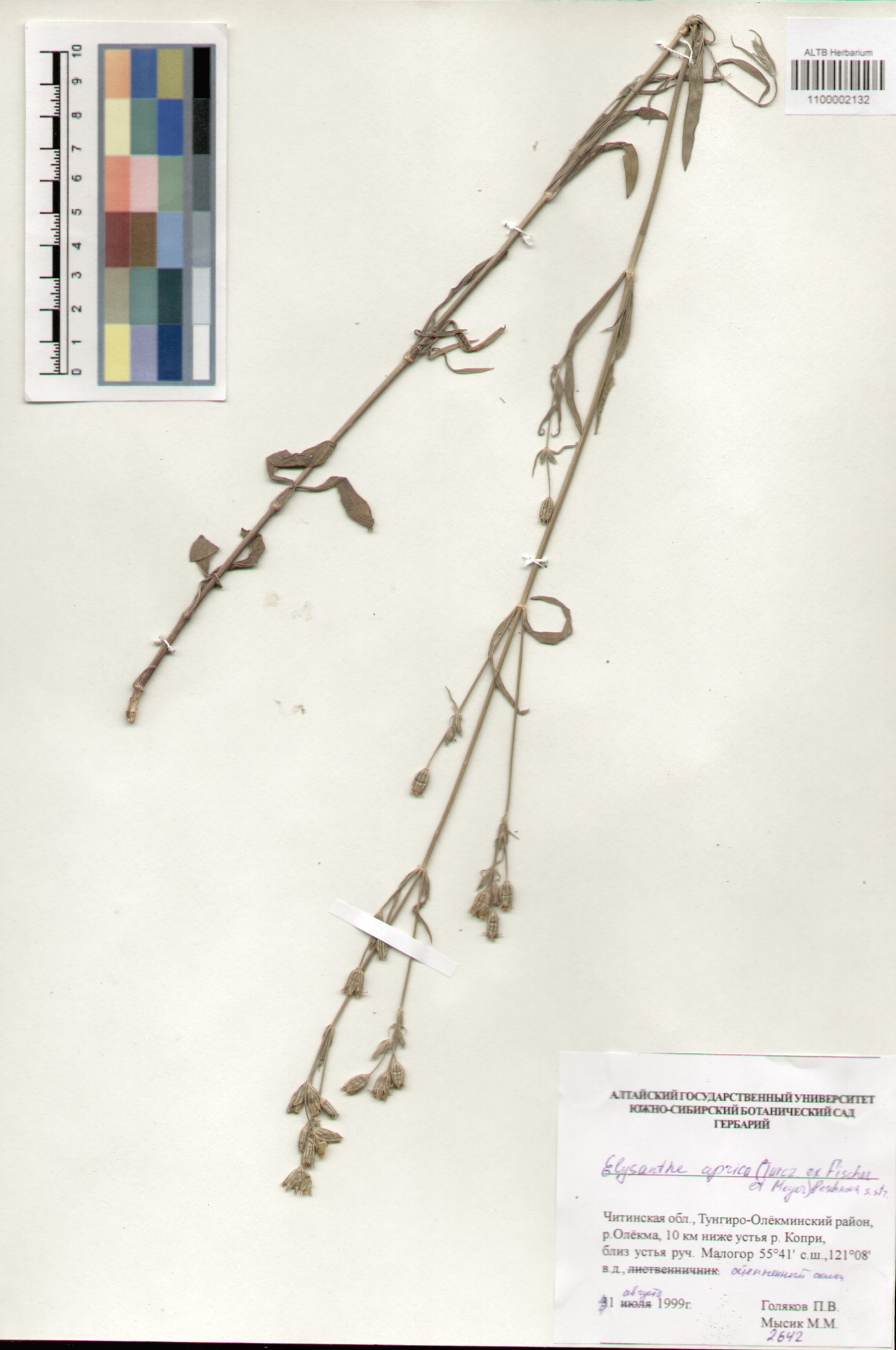 Caryophyllaceae,Elisanthe aprica (Turcz. ex Fischer et Meyer) Peschova s. str.
