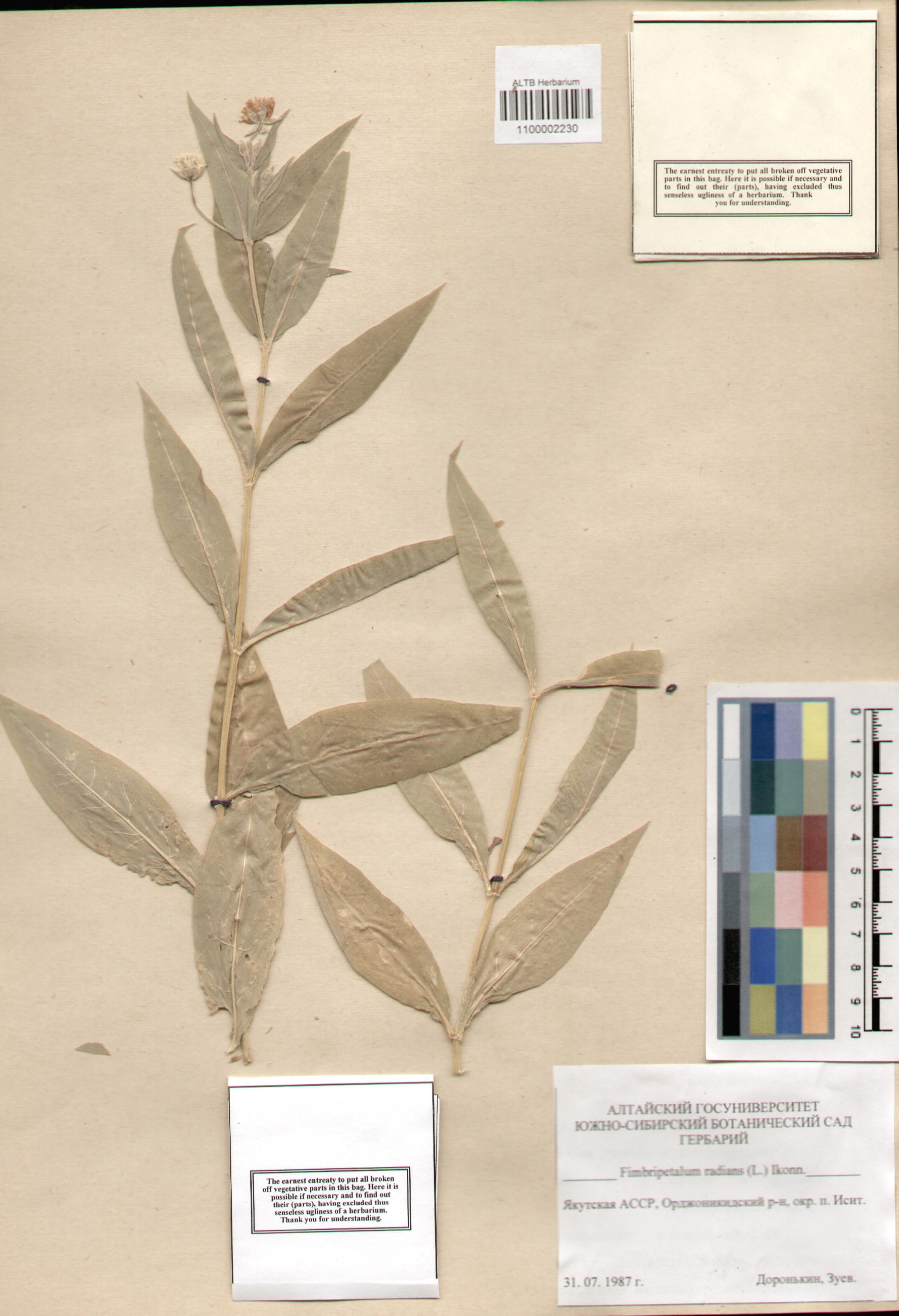 Caryophyllaceae,Fimbripetalum radians (L.) Ikonn.