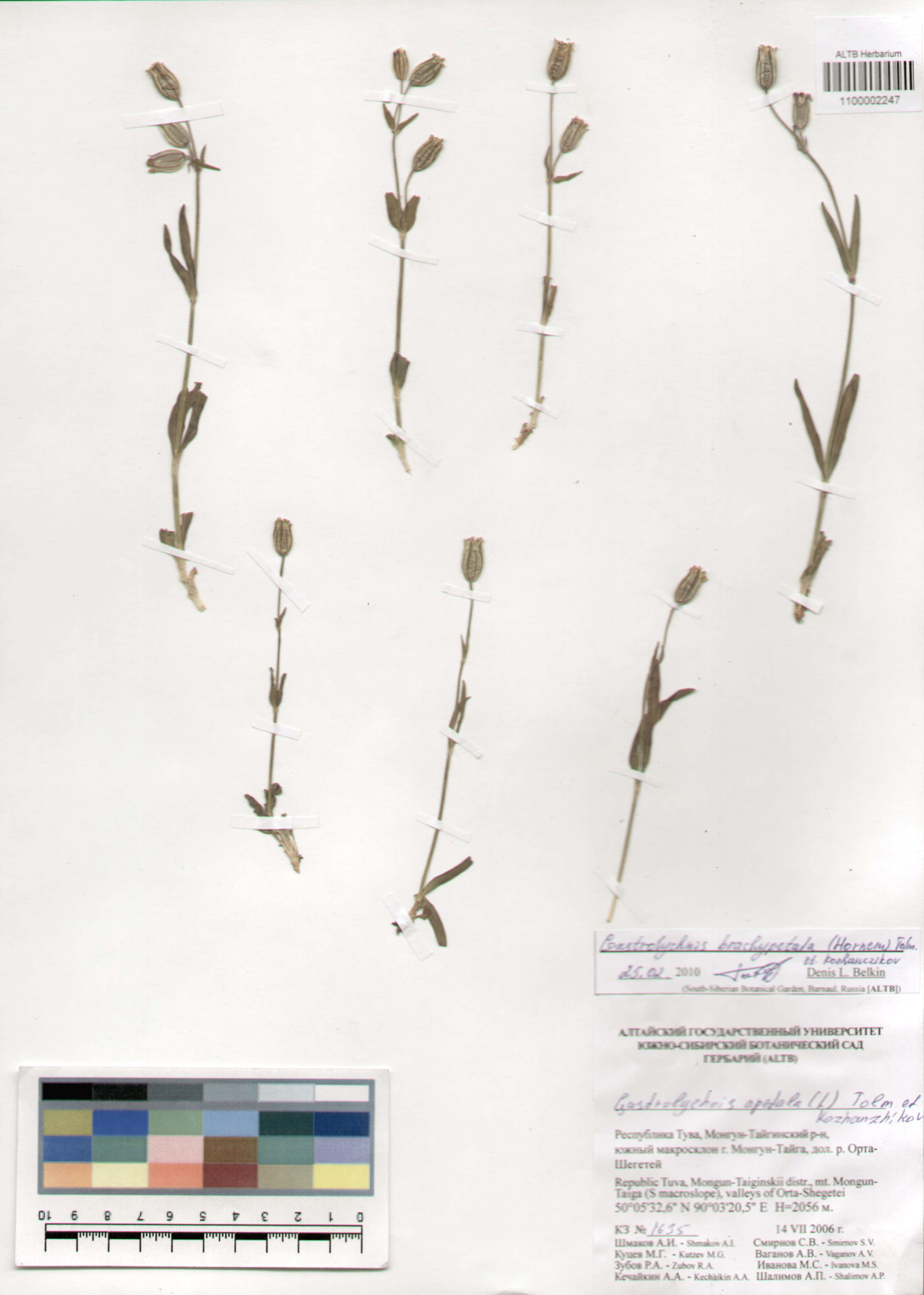 Caryophyllaceae,Gastrolychnis brachypetala (Hornem.) Tolm. et Kozanczikov.