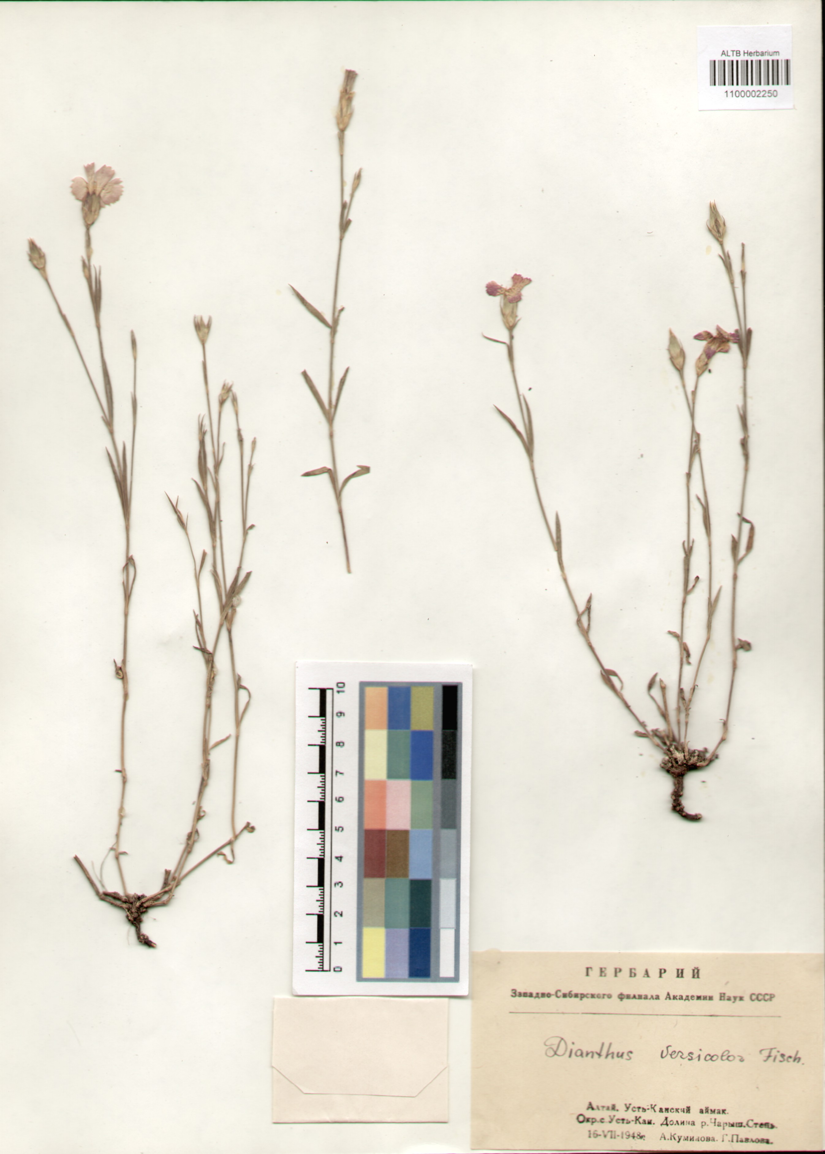 Caryophyllaceae,Dianthus versicolor Fischer ex Link.