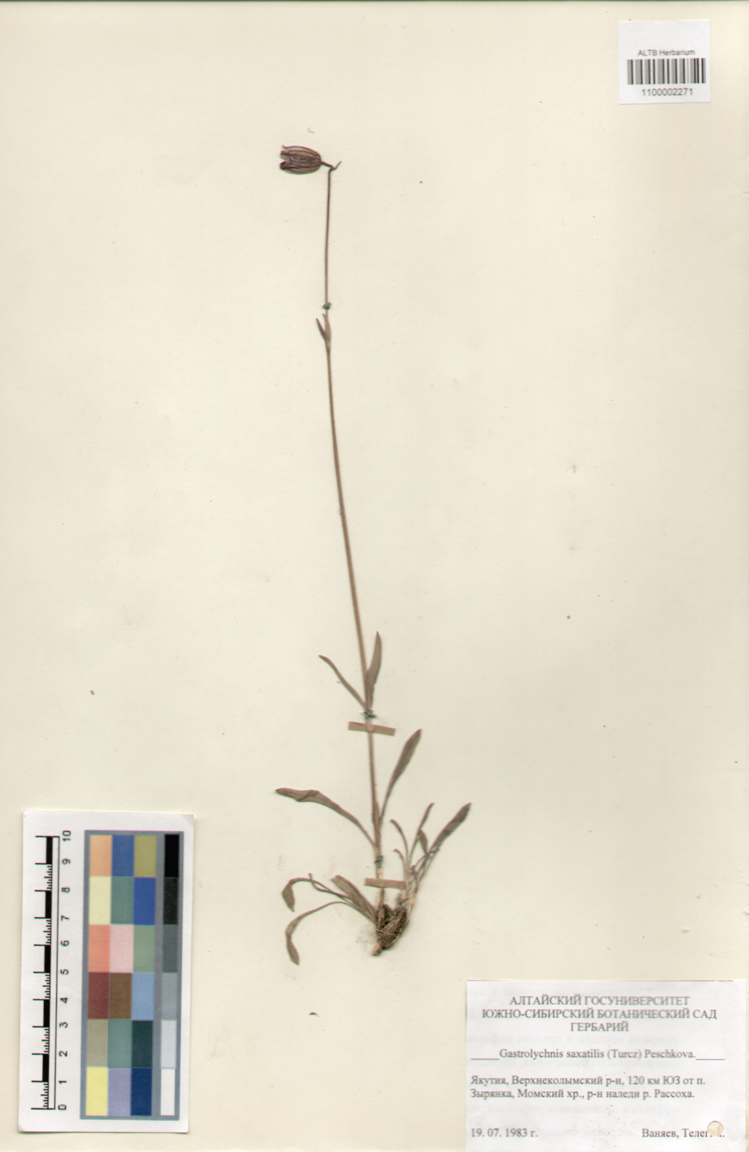 Caryophyllaceae,Gastrolychnis saxatilis (Turcz) Peschkova.