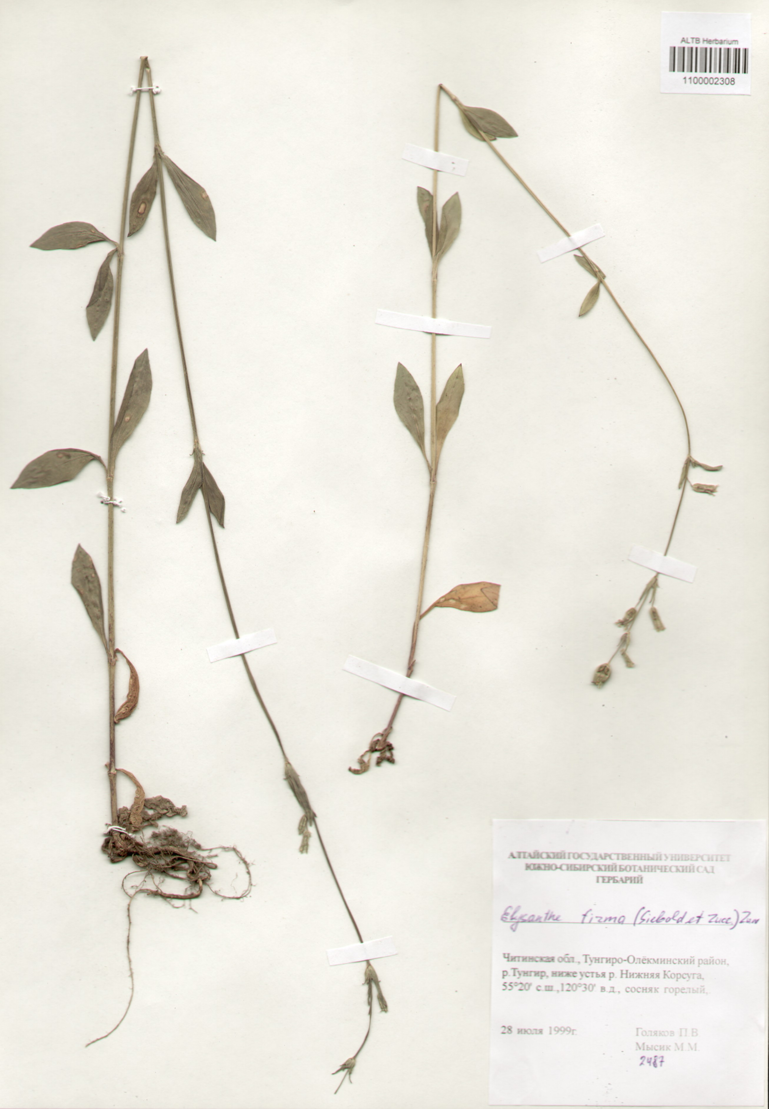 Caryophyllaceae,Elisanthe firma (Siebdd et Zucc) Zuev.