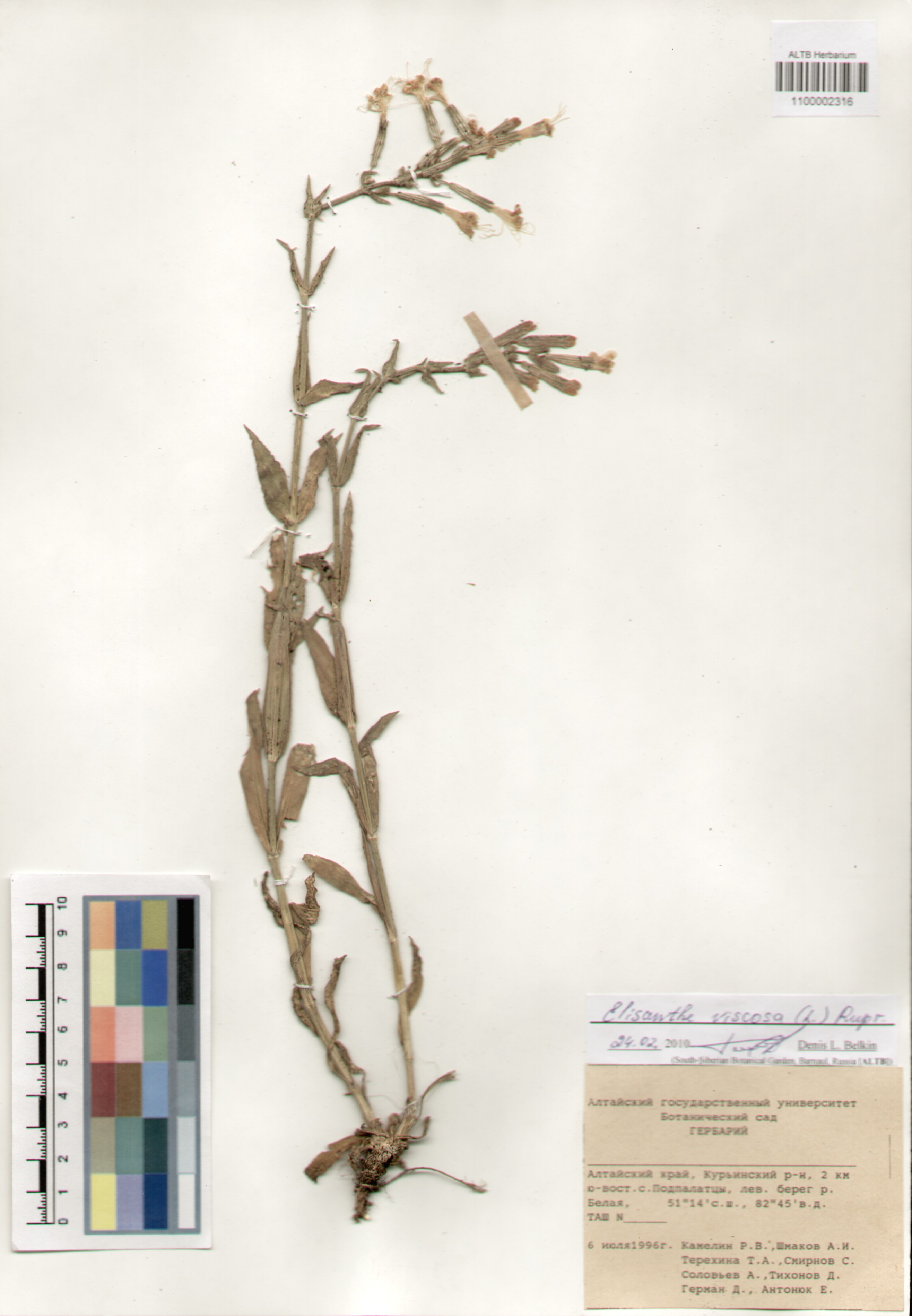 Caryophyllaceae,Elisanthe viscosa (L.) Rupr.