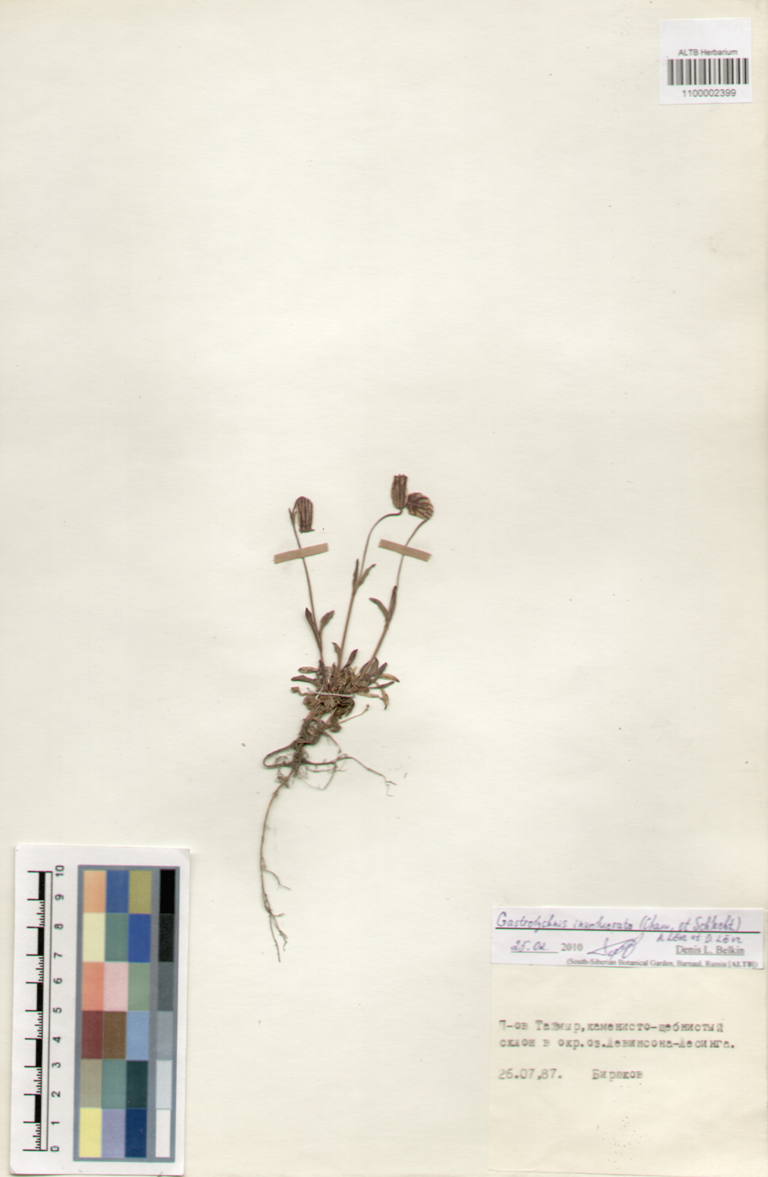 Caryophyllaceae,Gastrolychnis involucrata (Cham. et Sclecht.) A. et D. Love.