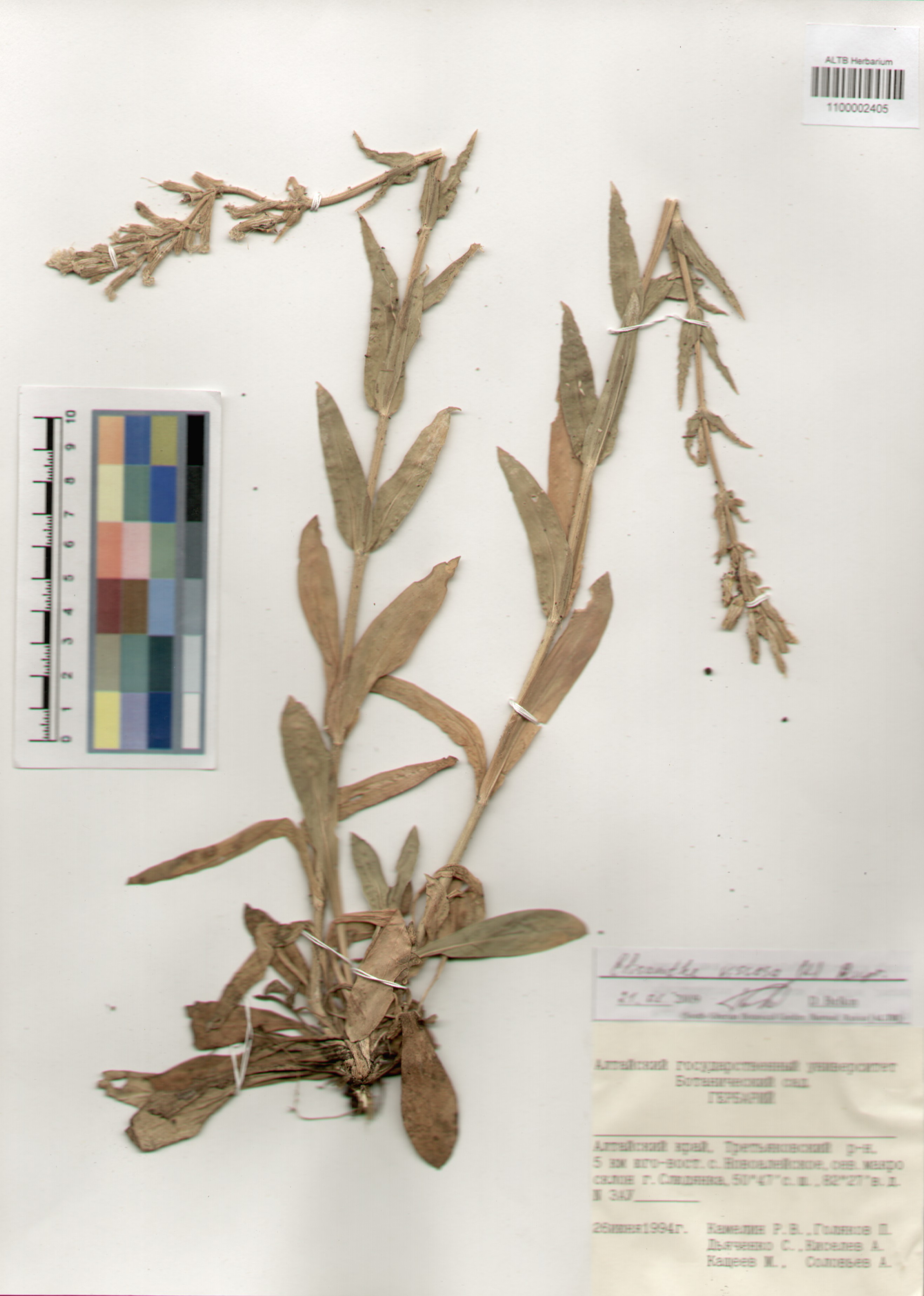 Caryophyllaceae,Elisanthe viscosa (L.) Rupr. Caryophyllaceae,Elisanthe viscosa (L.) Rupr.
