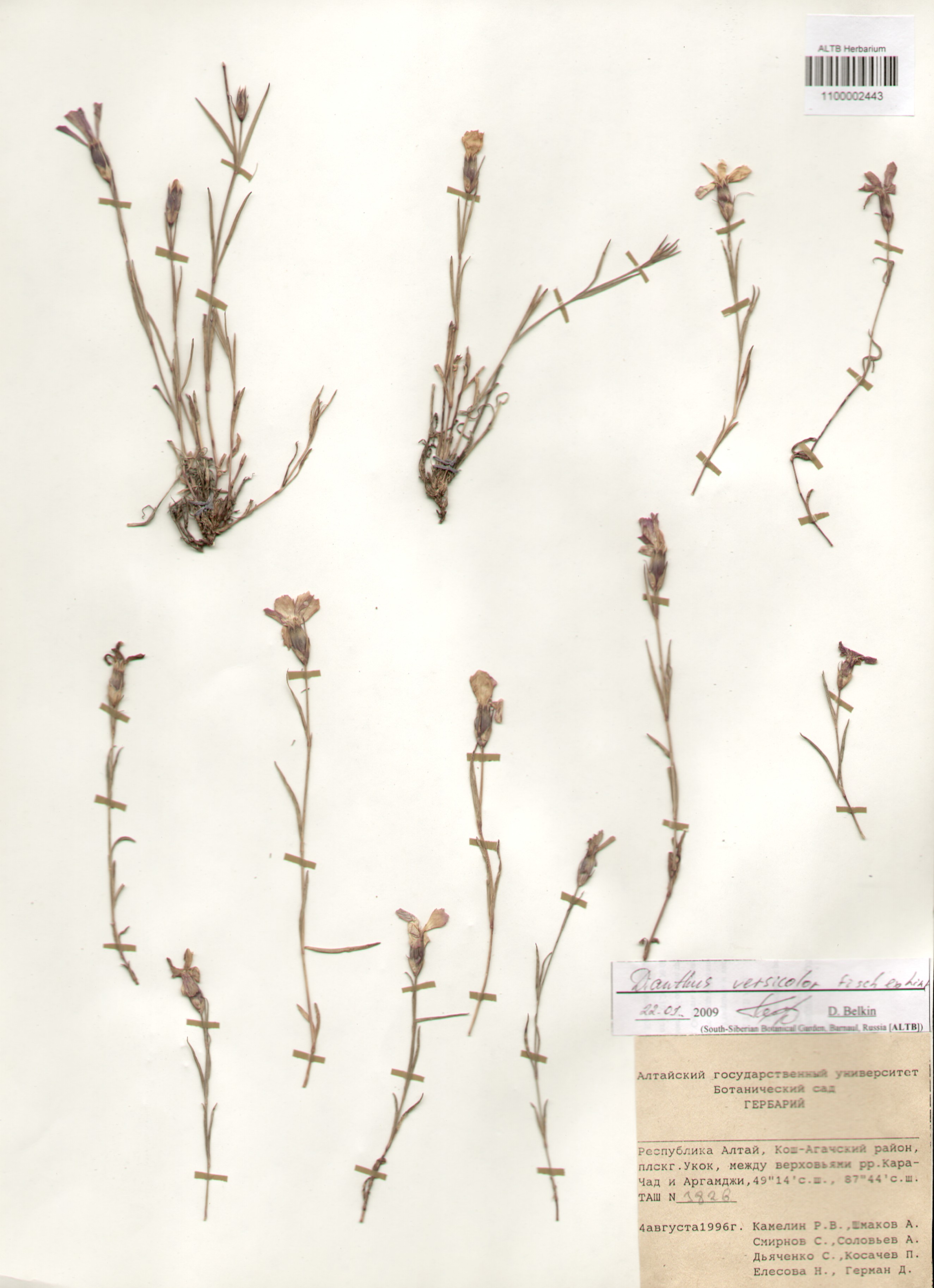 Dianthus versicolor Fischer ex Link.