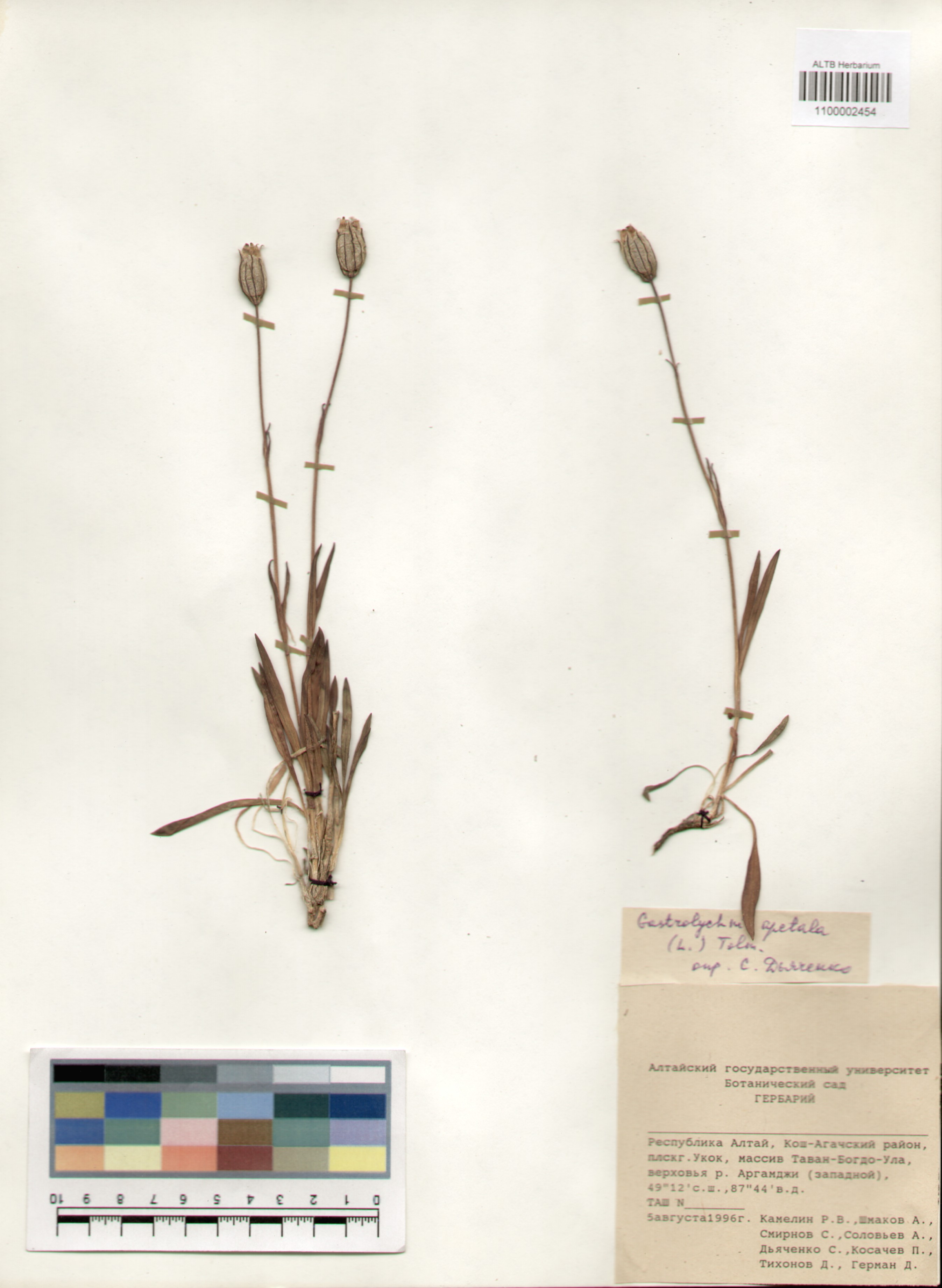 Caryophyllaceae,Gastrolychnis apetala (L.) Tolm. et Kozanczikov.
