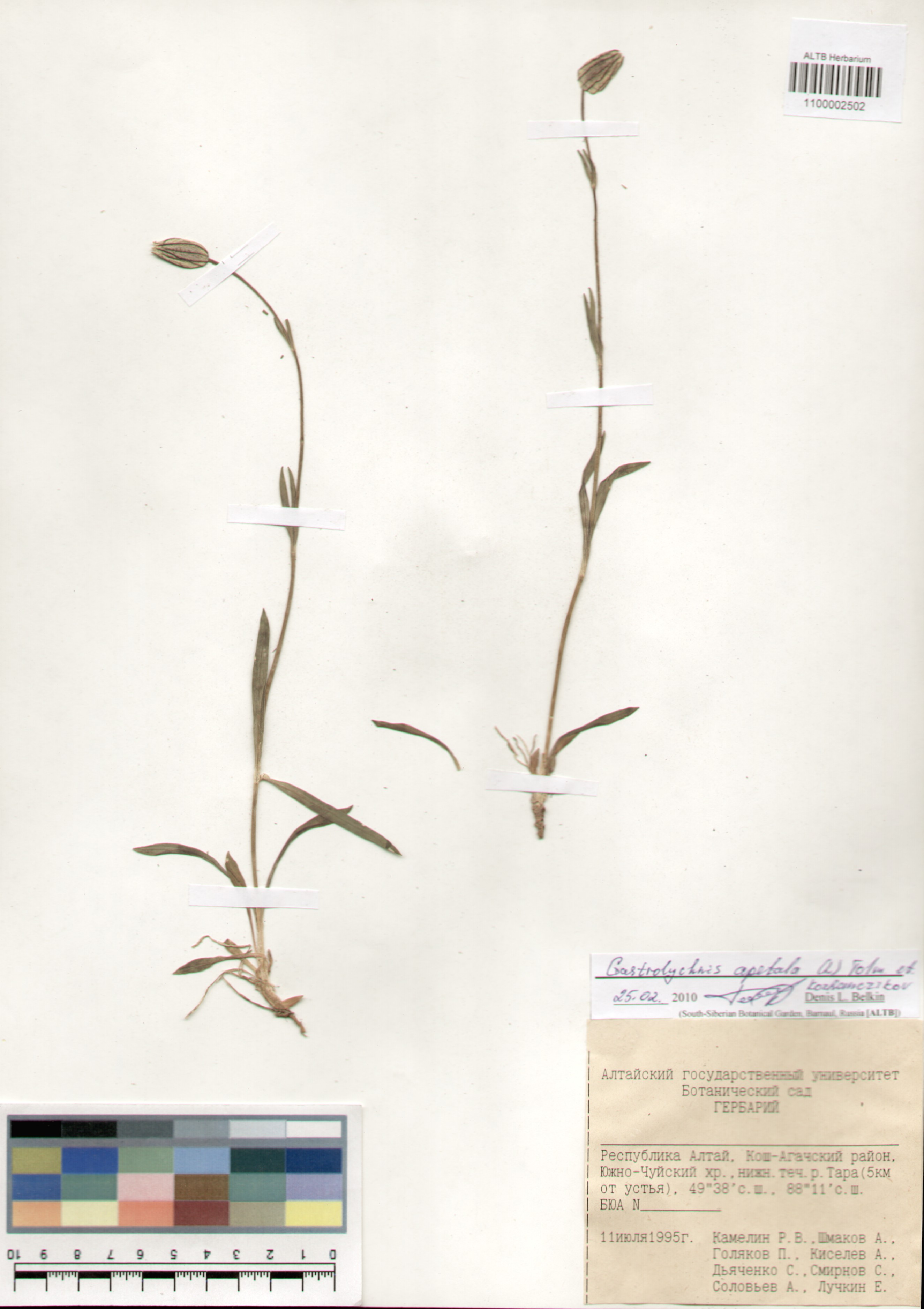 Caryophyllaceae,Gastrolychnis apetala (L.) Tolm. et Kozanczikov.
