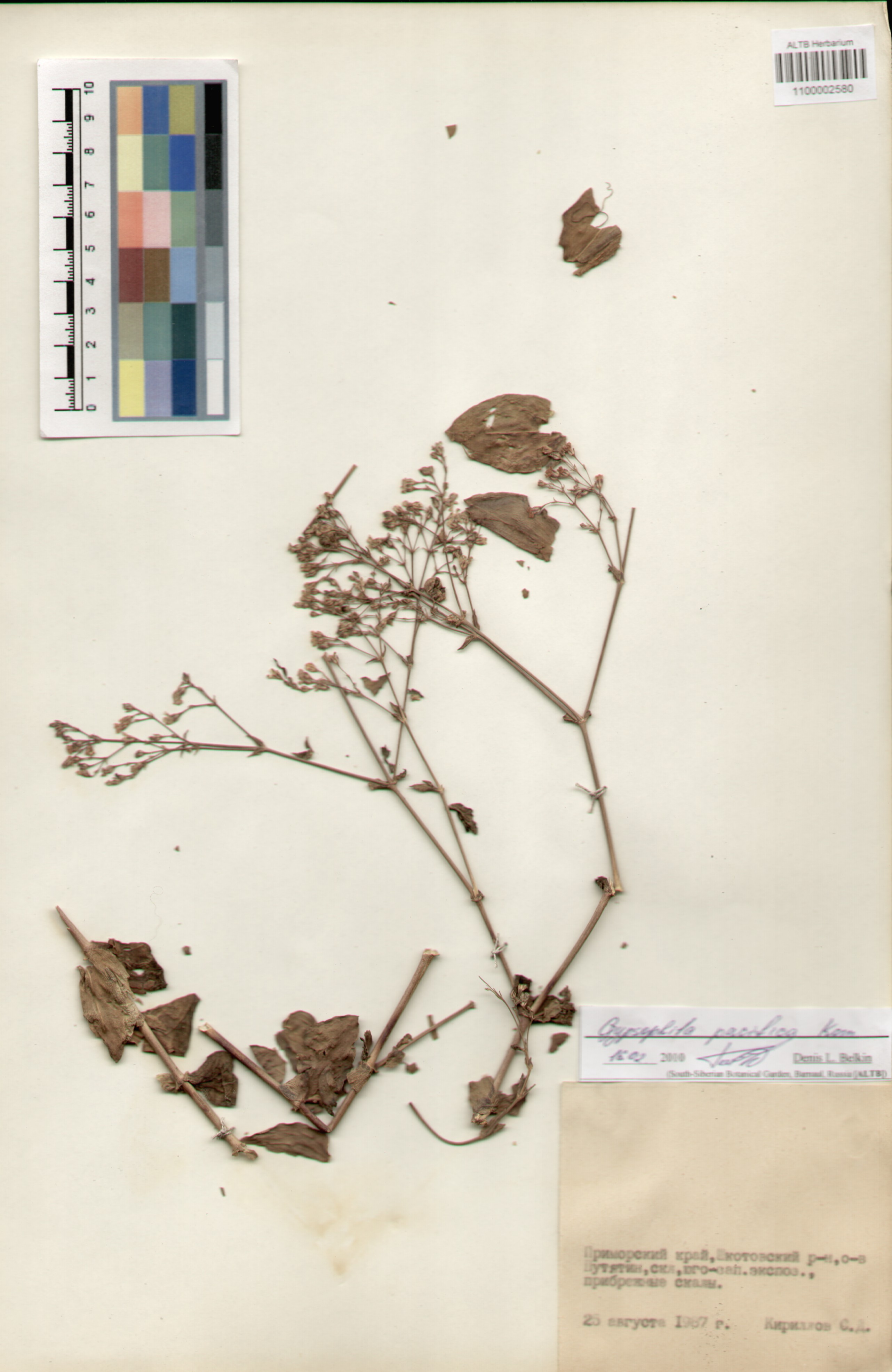 Caryophyllaceae,Gypsophila pacifica Kom.