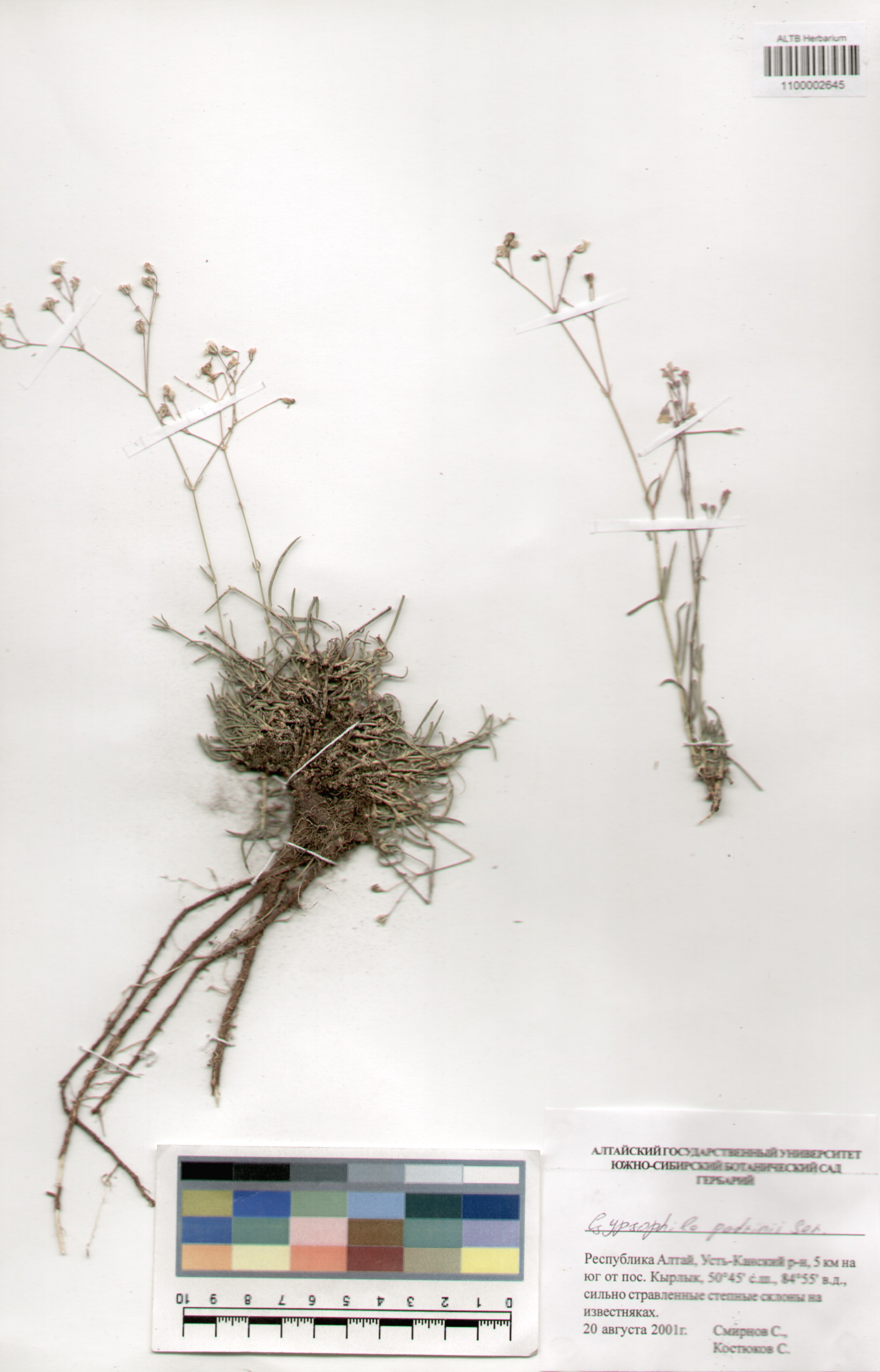 Gypsophila patrini Ser.