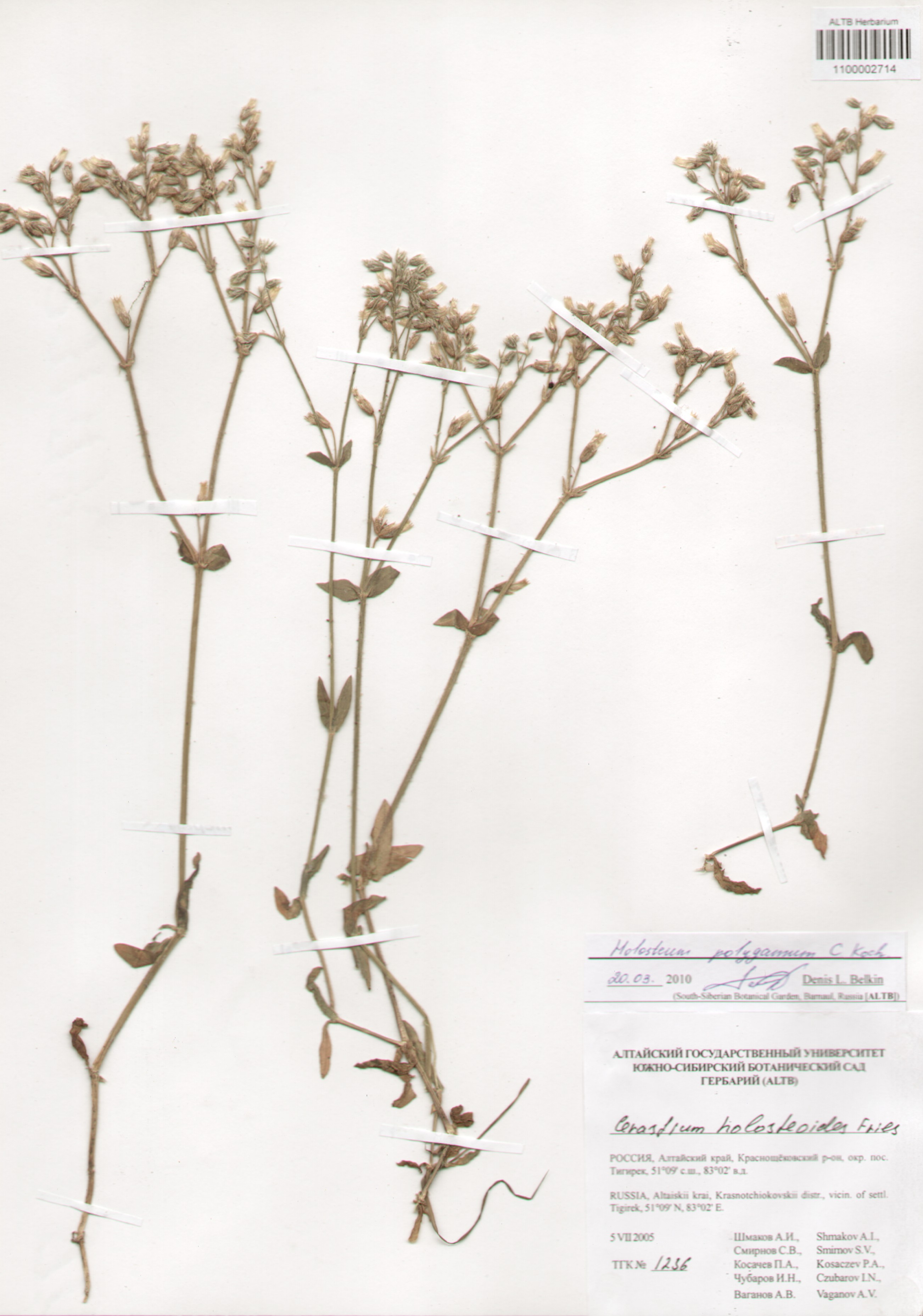 Caryophyllaceae,Holosteum polygamum C. Koch.