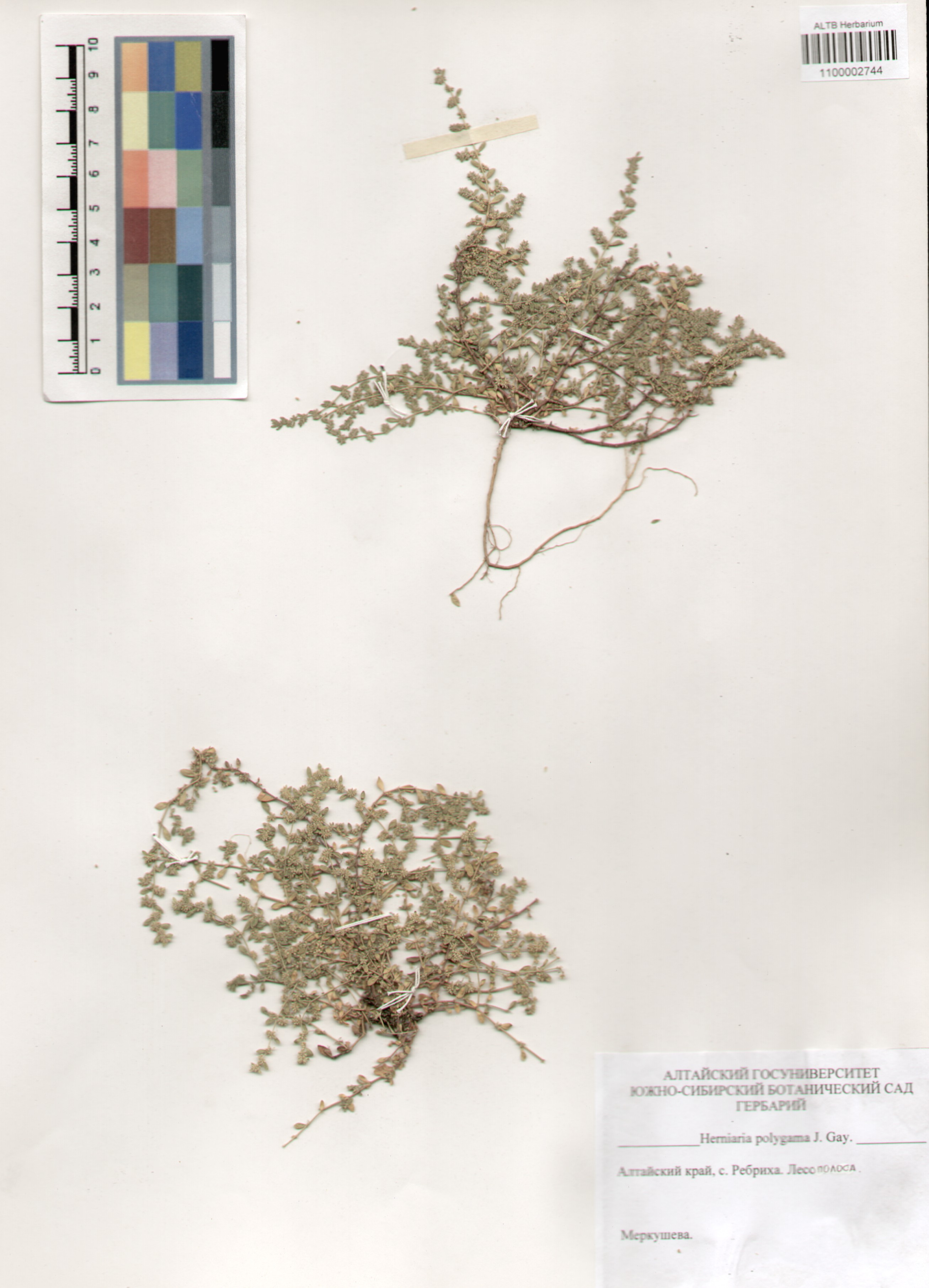 Caryophyllaceae,Herniaria polygama J. Gay.