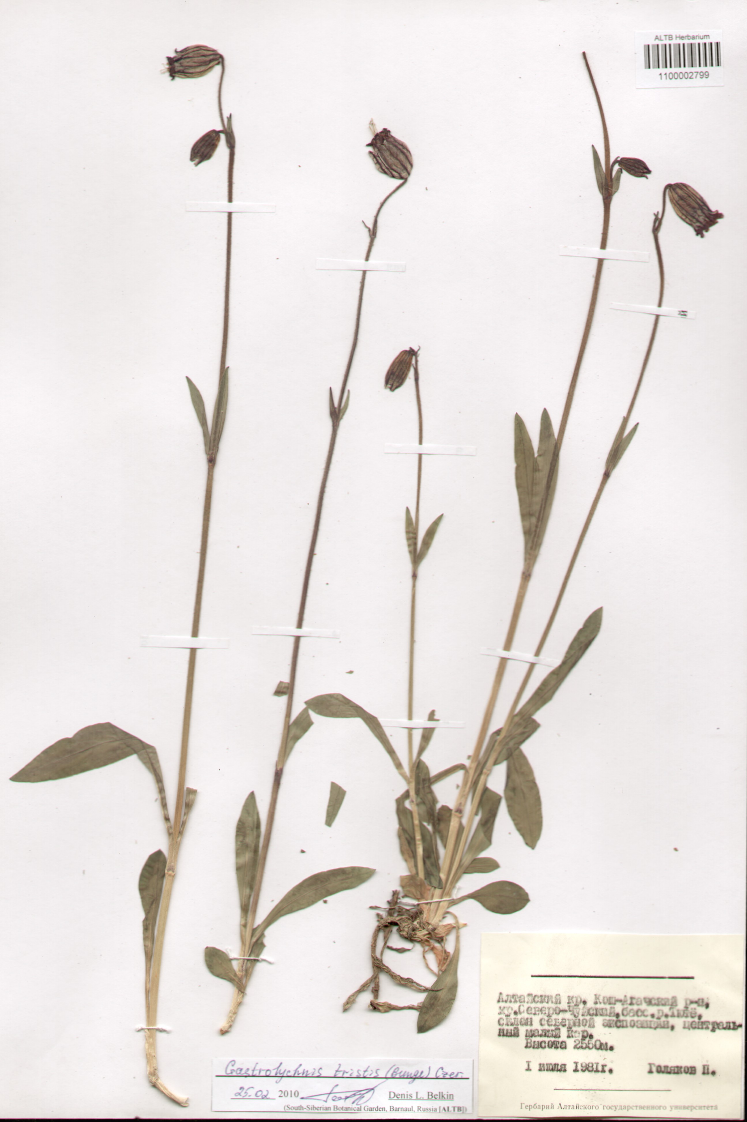 Caryophyllaceae,Gastrolychnis tristis (Bunge) Czer.
