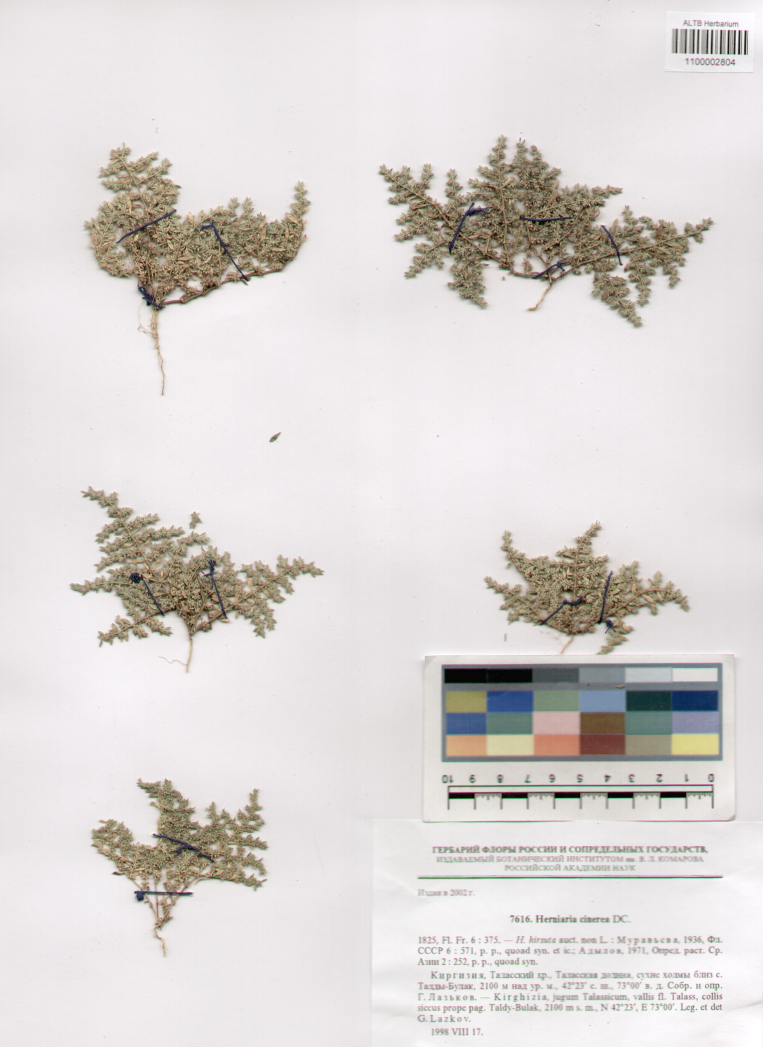 Caryophyllaceae,Herniaria cinerea DC.