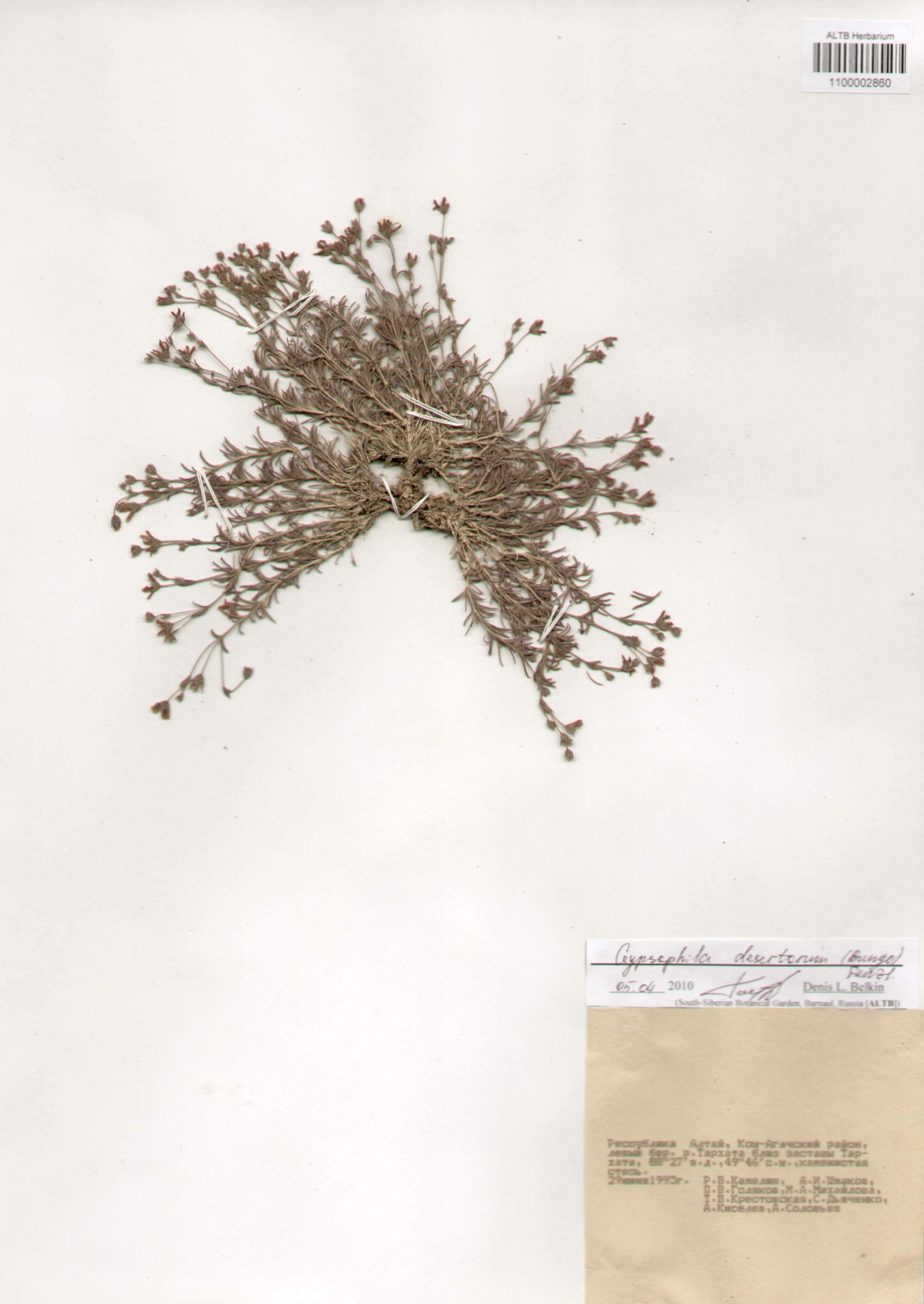 Caryophyllaceae,Gypsophila desertorum (Bunge) Fenzl.
