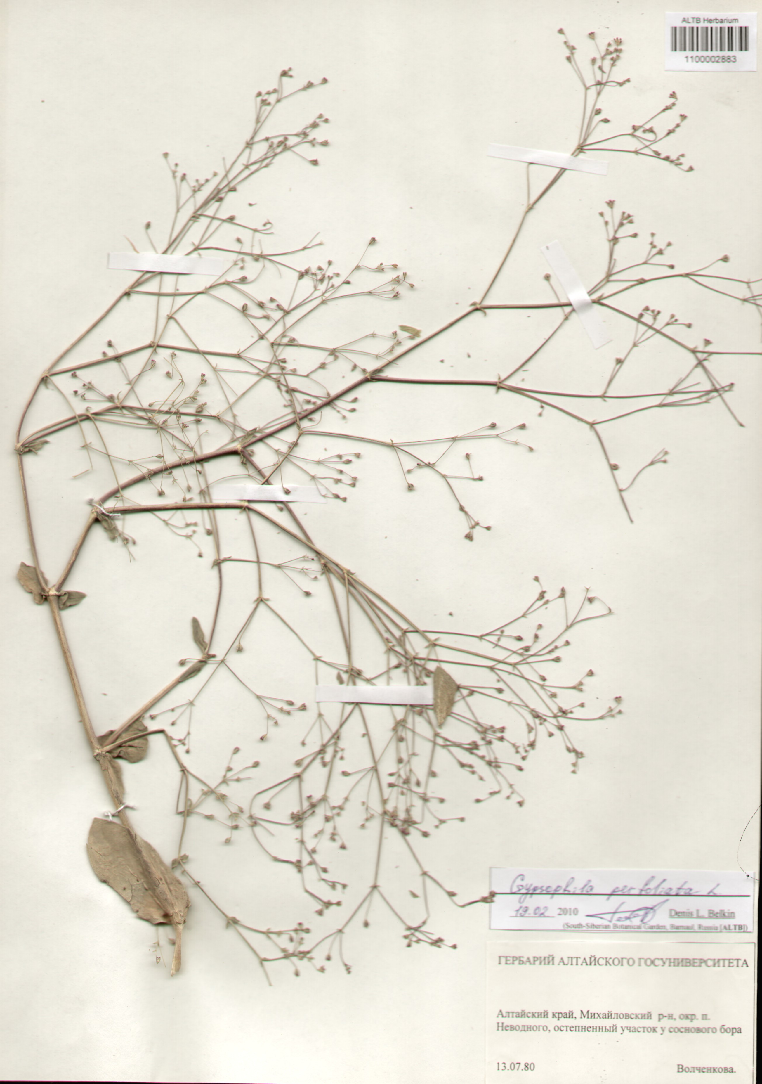 Caryophyllaceae,Gypsophila perfoliata L.