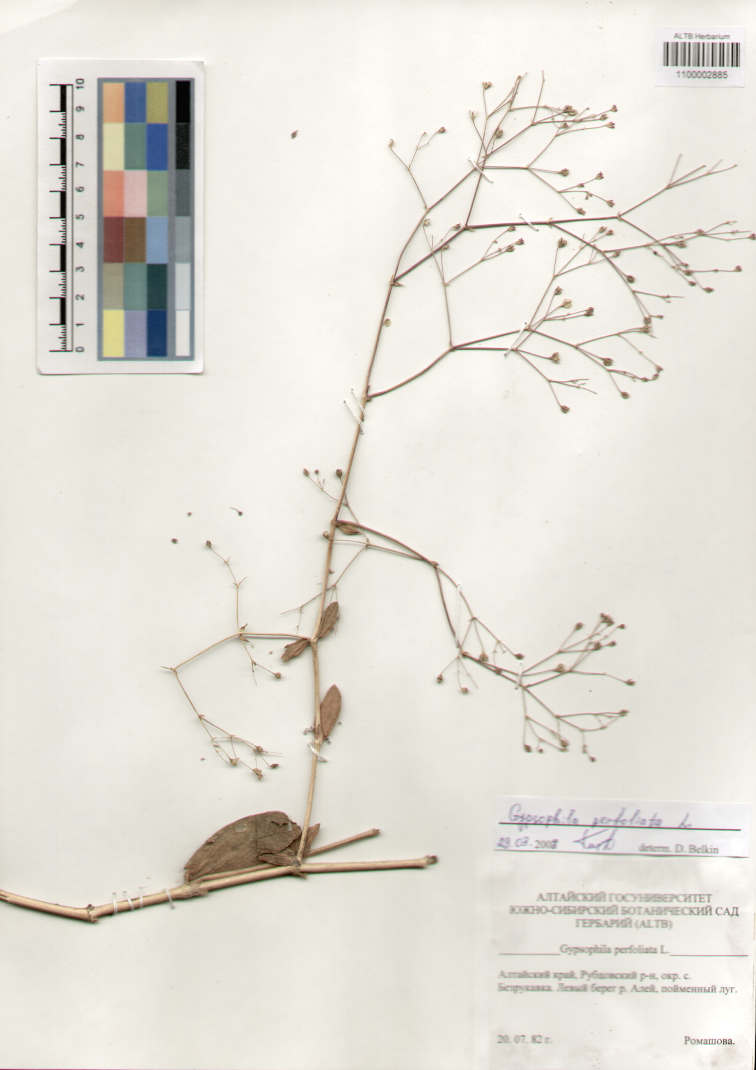 Caryophyllaceae,Gypsophila perfoliata L.