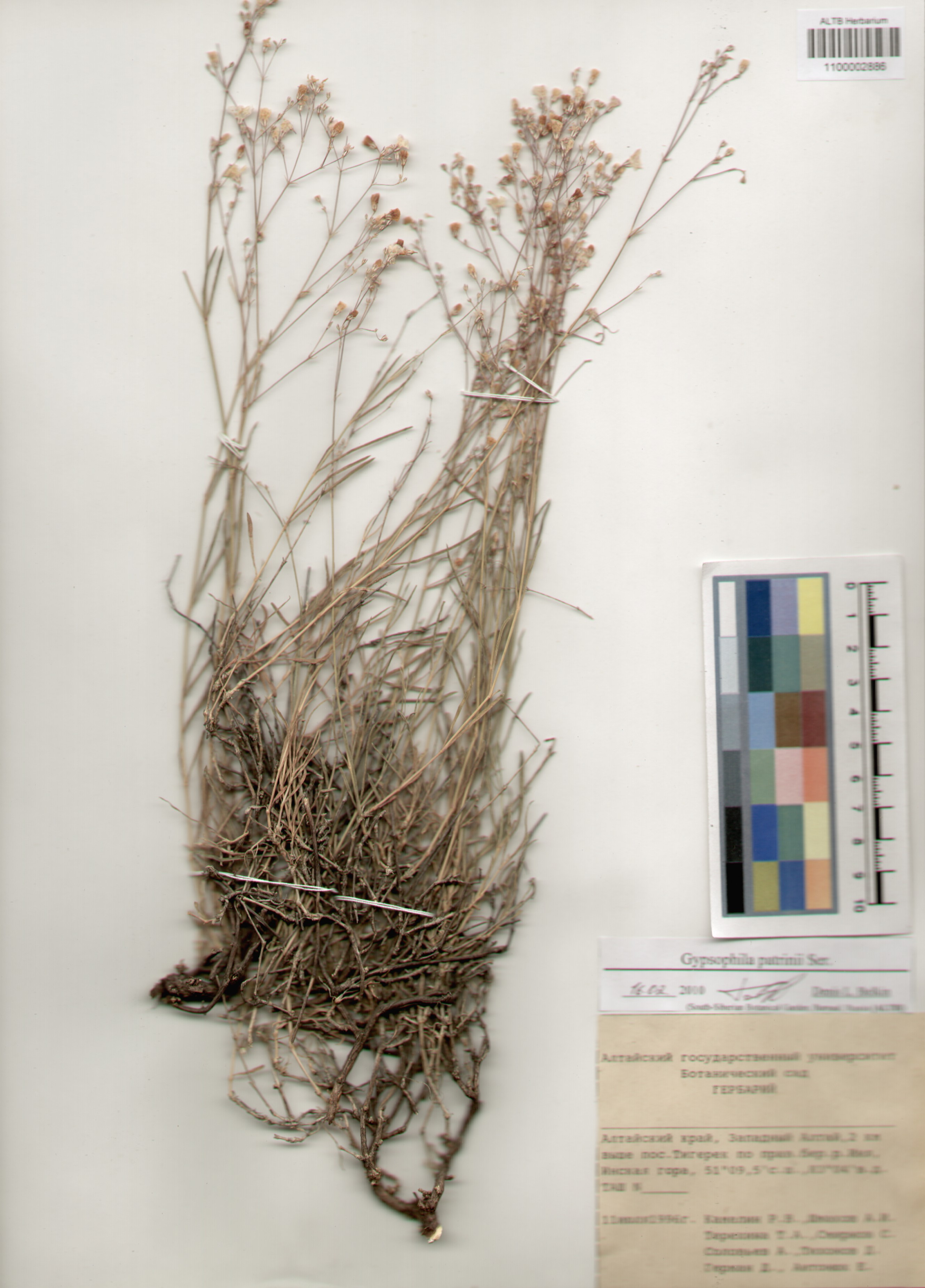 Caryophyllaceae,Gypsophila patrini Ser.