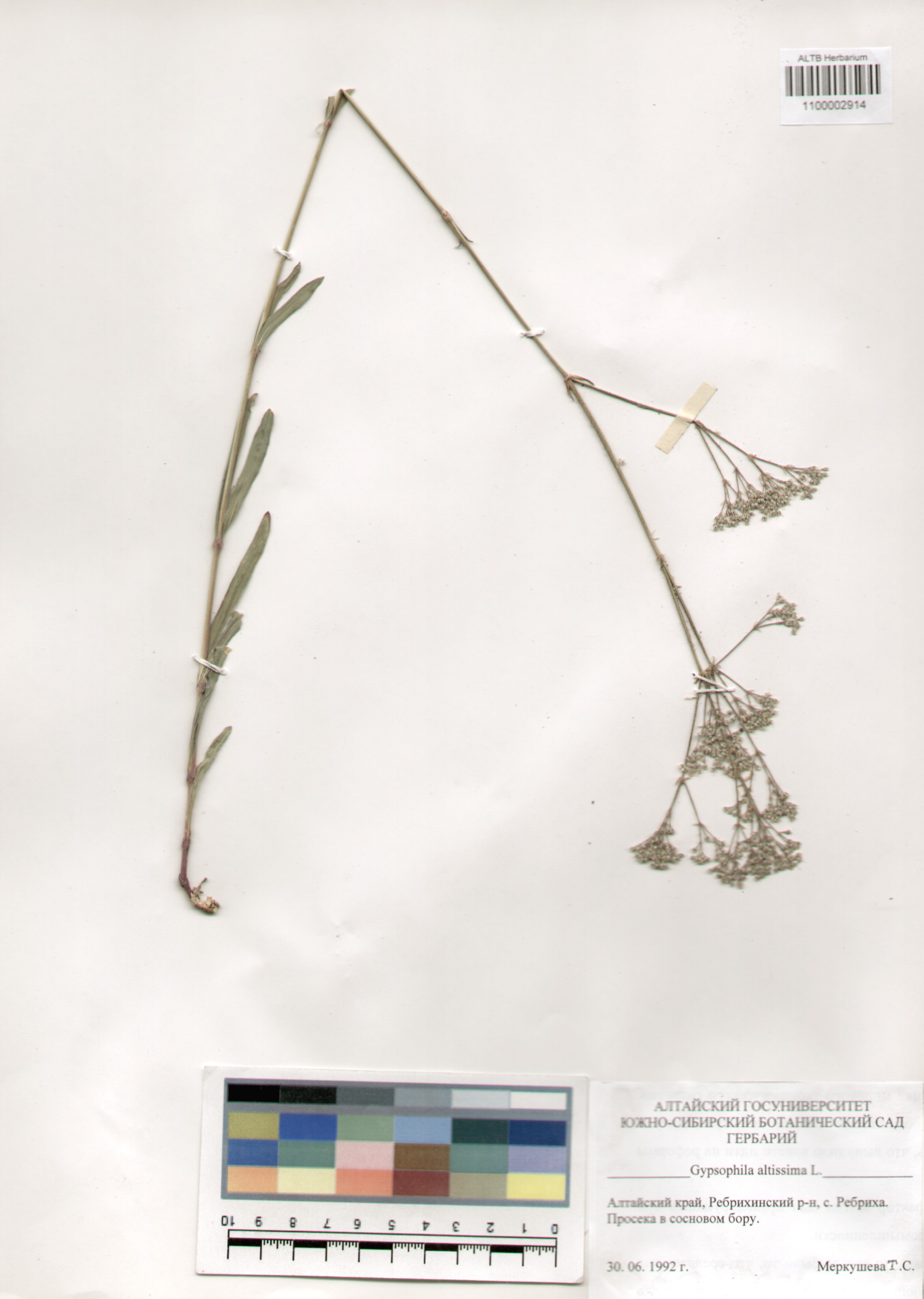 Caryophyllaceae,Gypsophila altissima L.