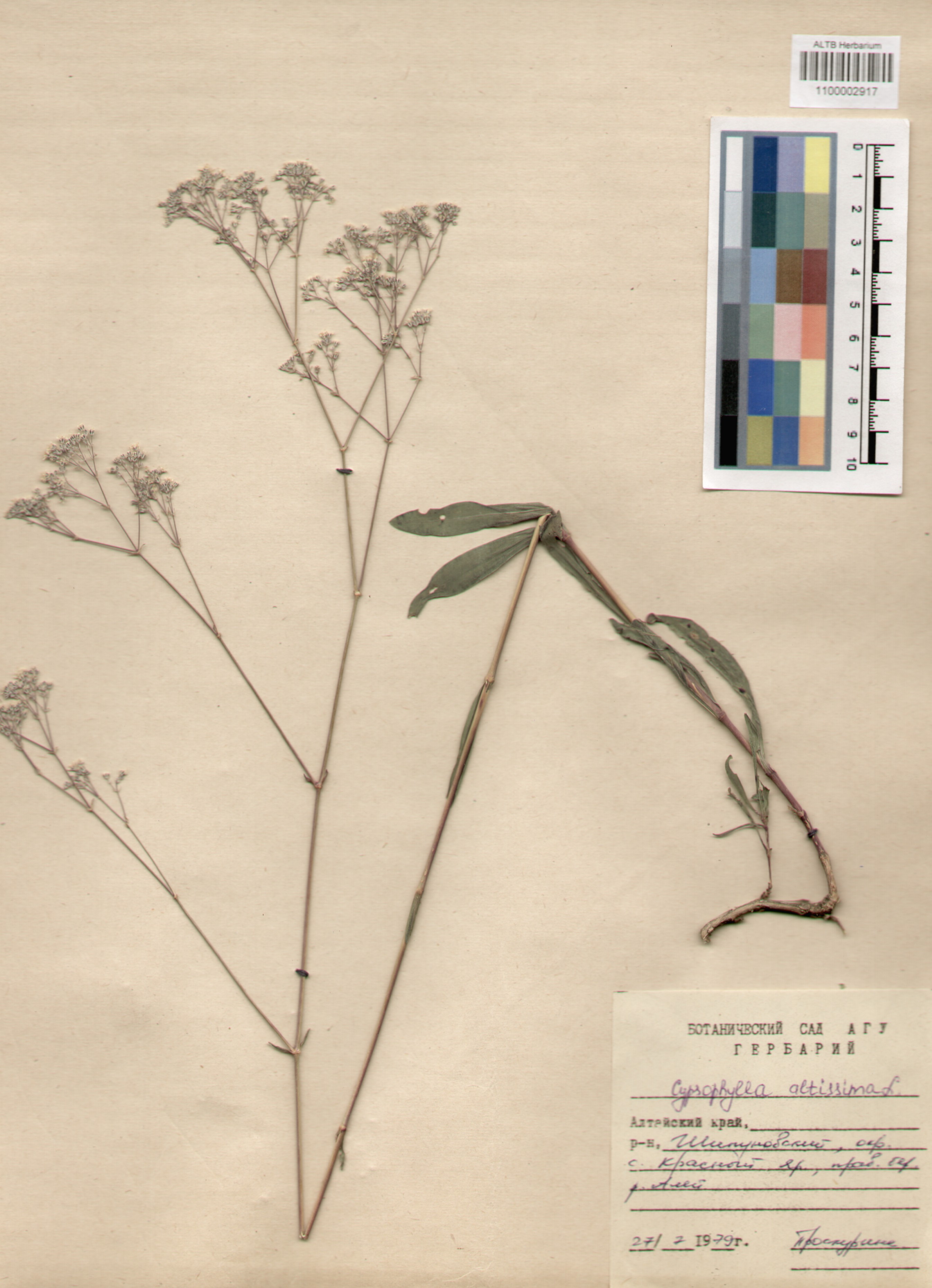 Caryophyllaceae,Gypsophila altissima L.