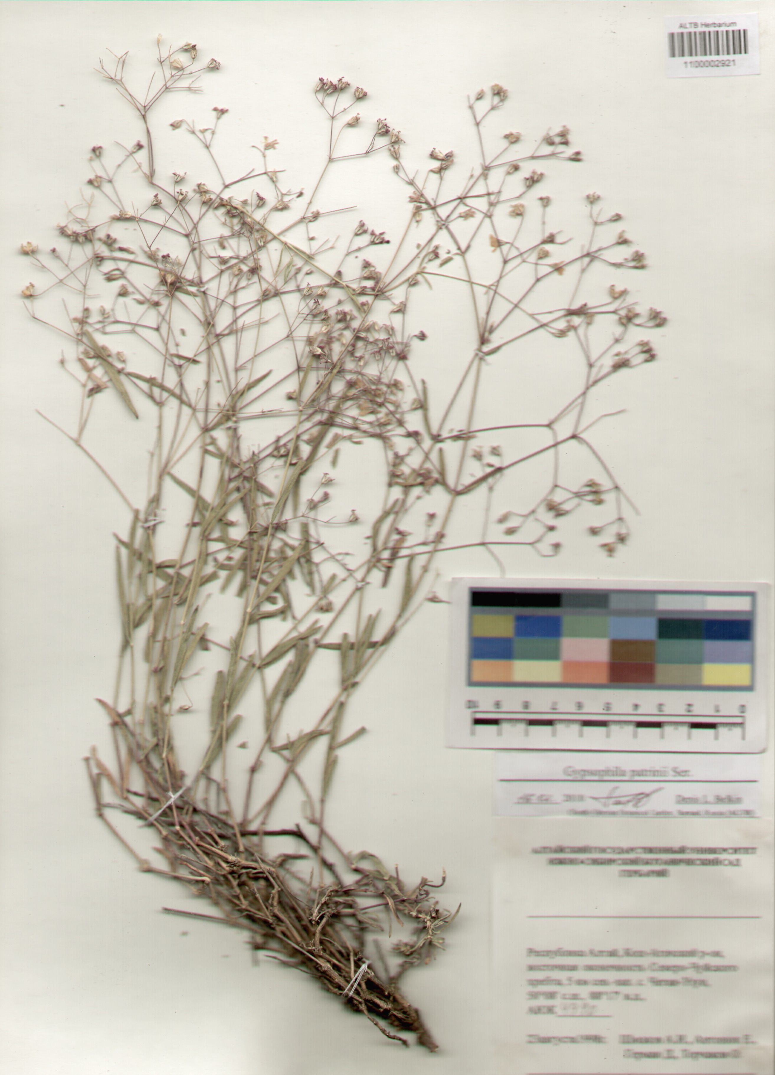 Gypsophila patrini Ser.