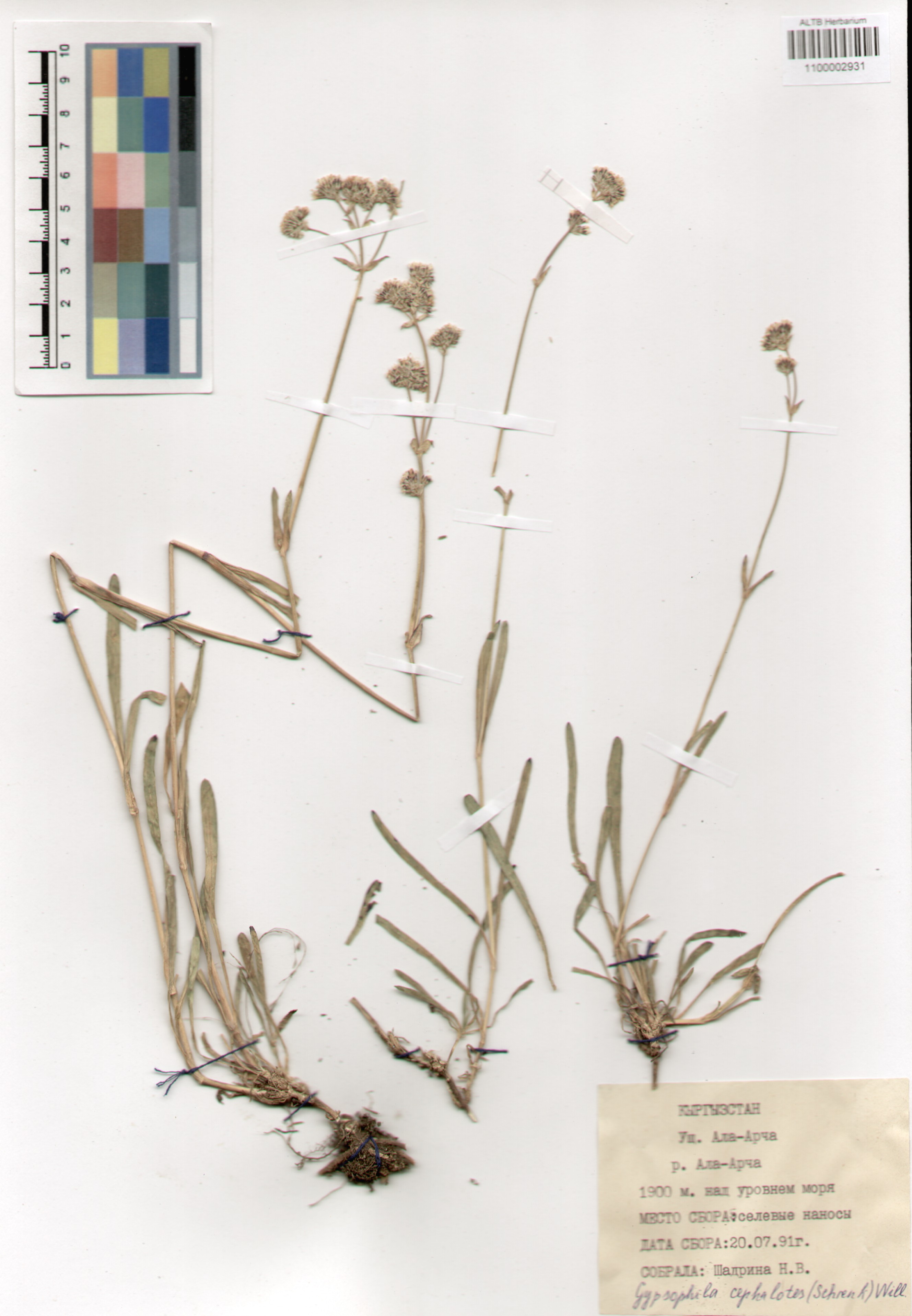 Caryophyllaceae,Gypsophila cephalotes (Schrenk) Kom.
