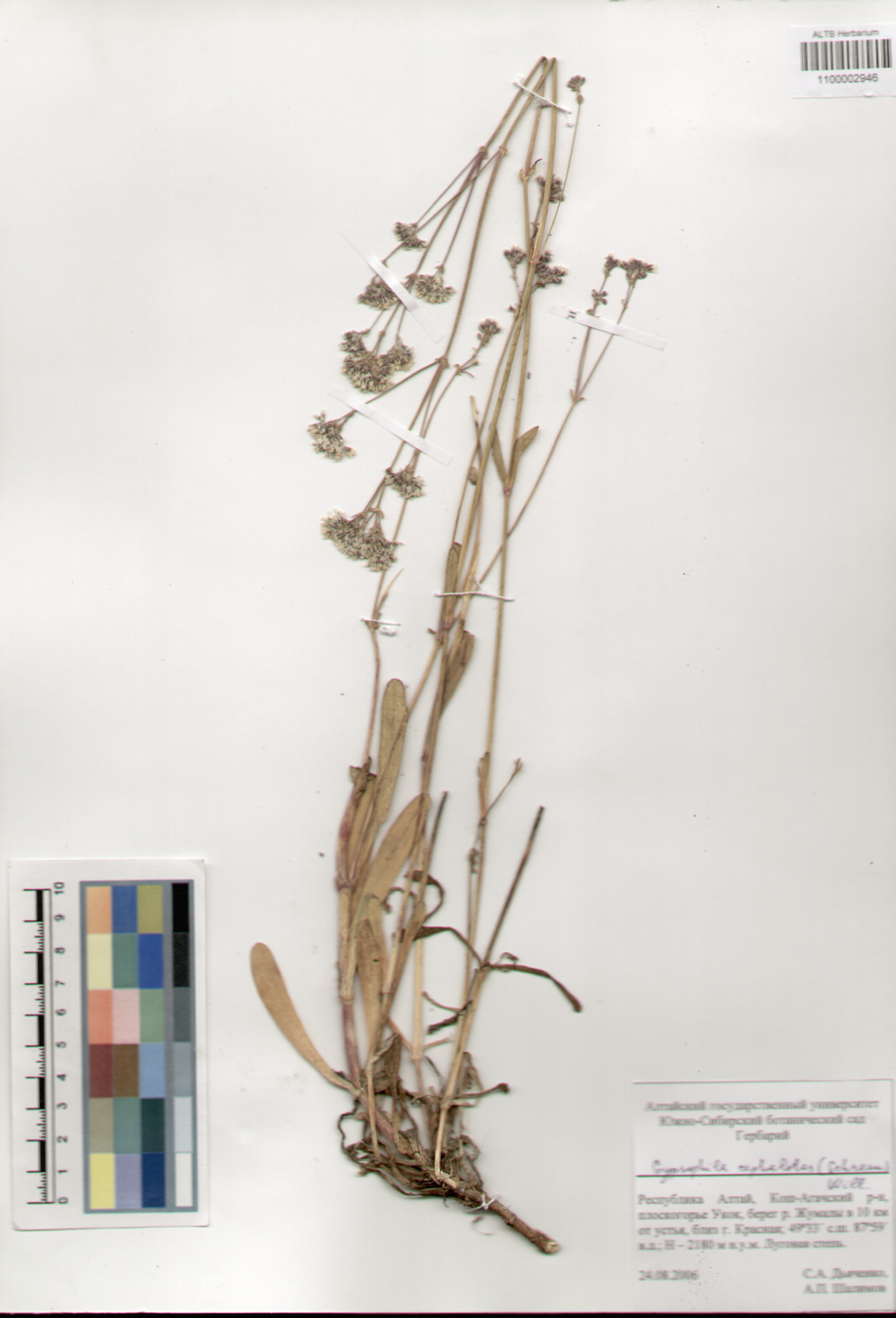 Caryophyllaceae,Gypsophila cephalotes (Schrenk) Kom.