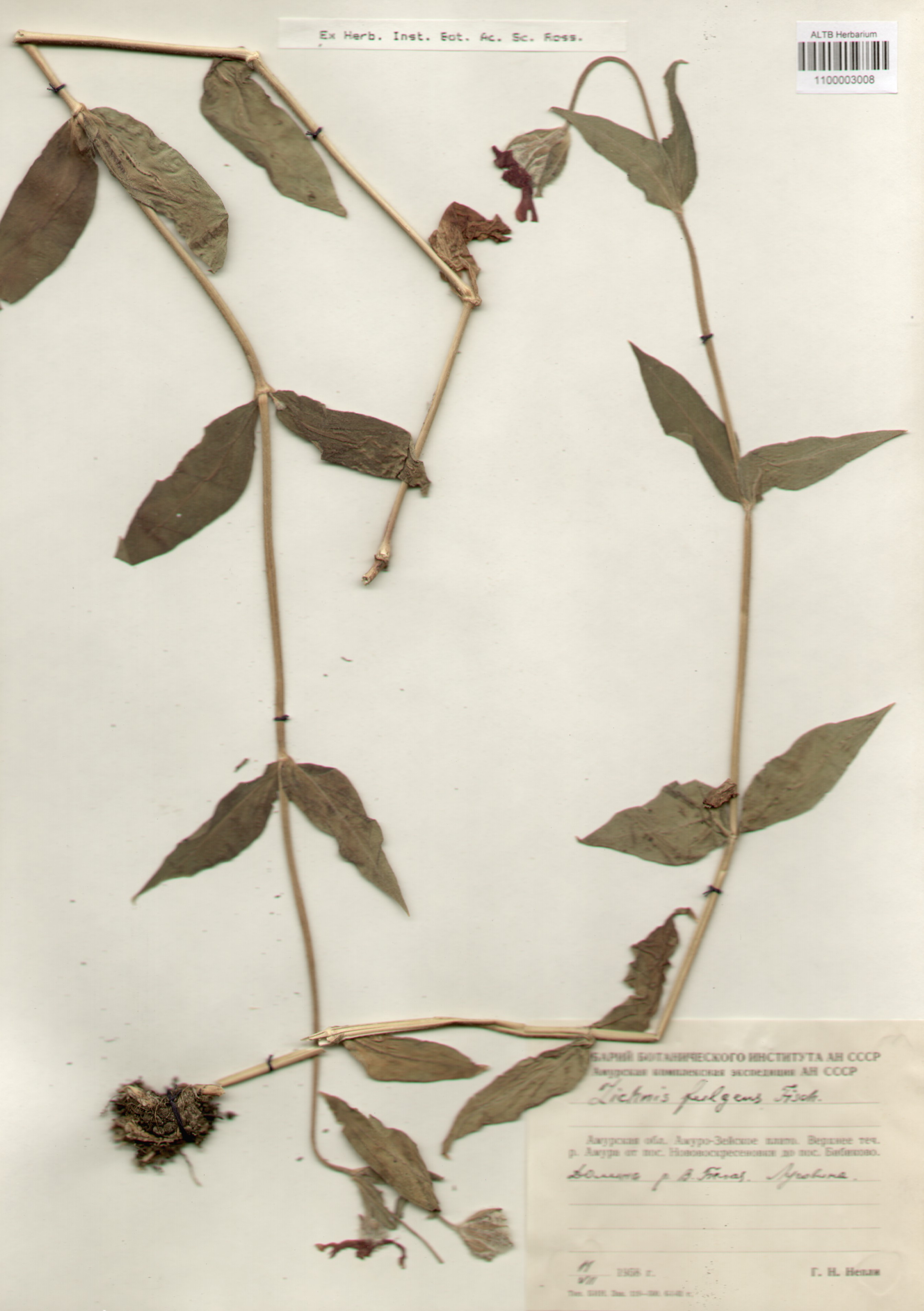 Caryophyllaceae,Lychnis fulgens Fisch. ex Curt.