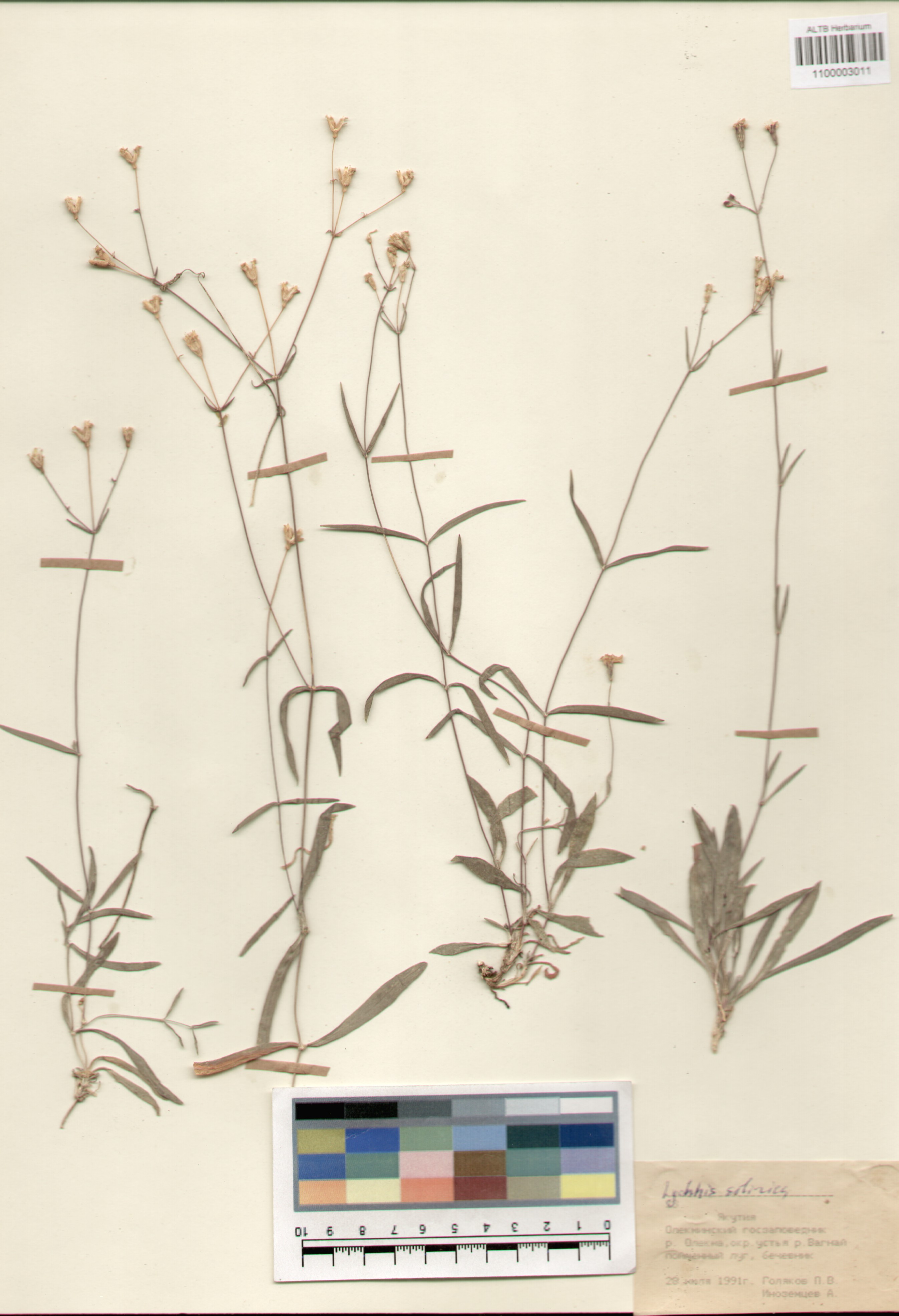 Caryophyllaceae,Lychnis sibirica L.