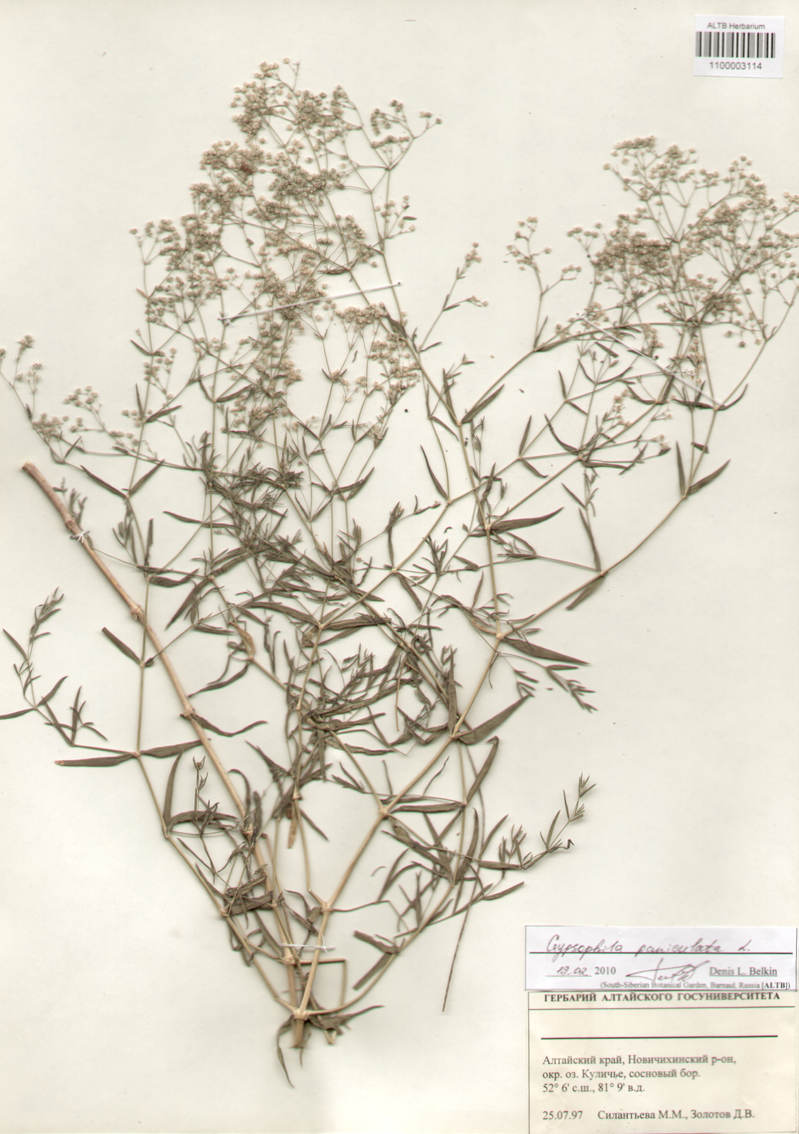Caryophyllaceae,Gypsophila paniculata L.