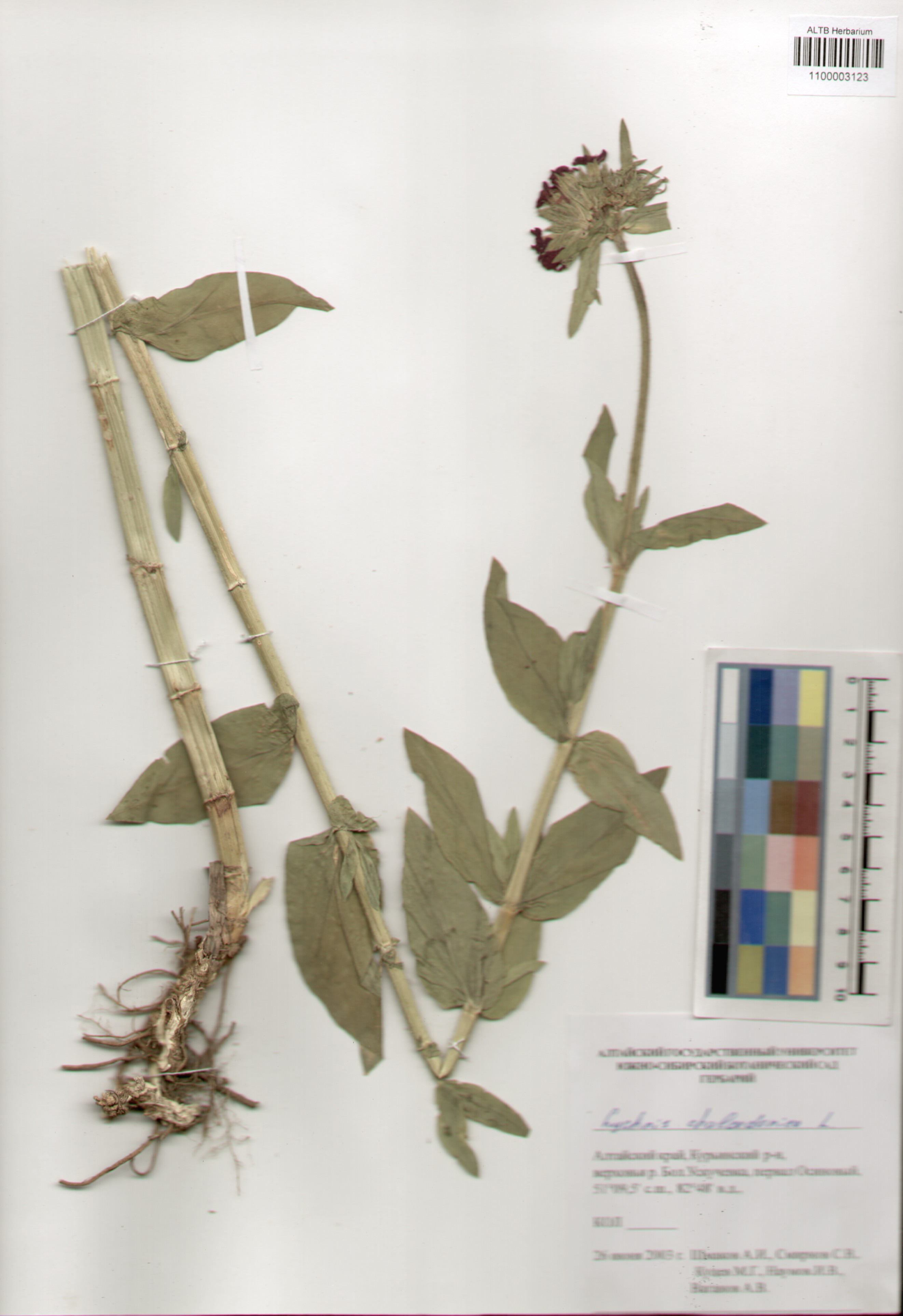 Caryophyllaceae,Lychnis chalcedonica L.