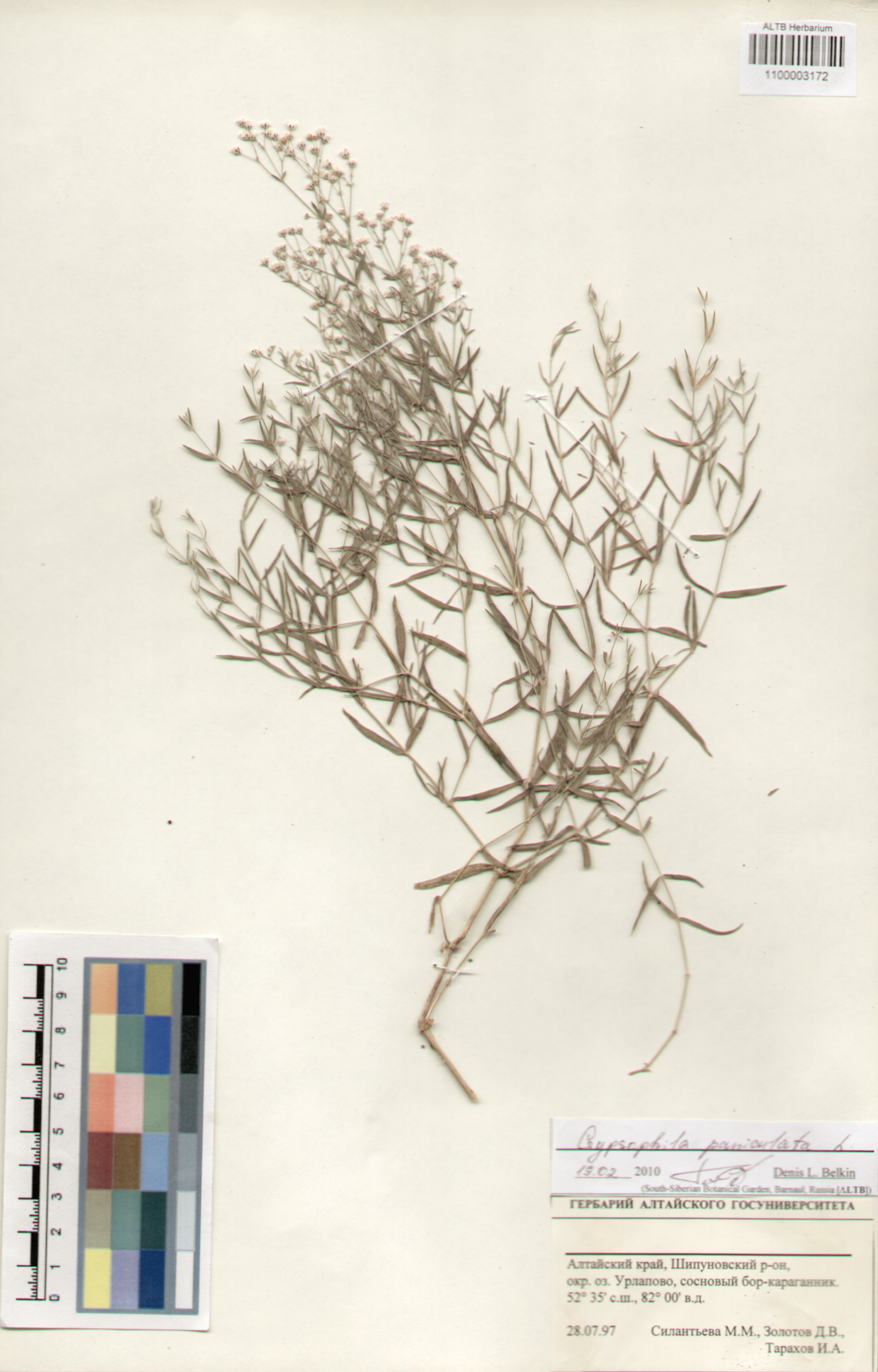 Caryophyllaceae,Gypsophila paniculata L.