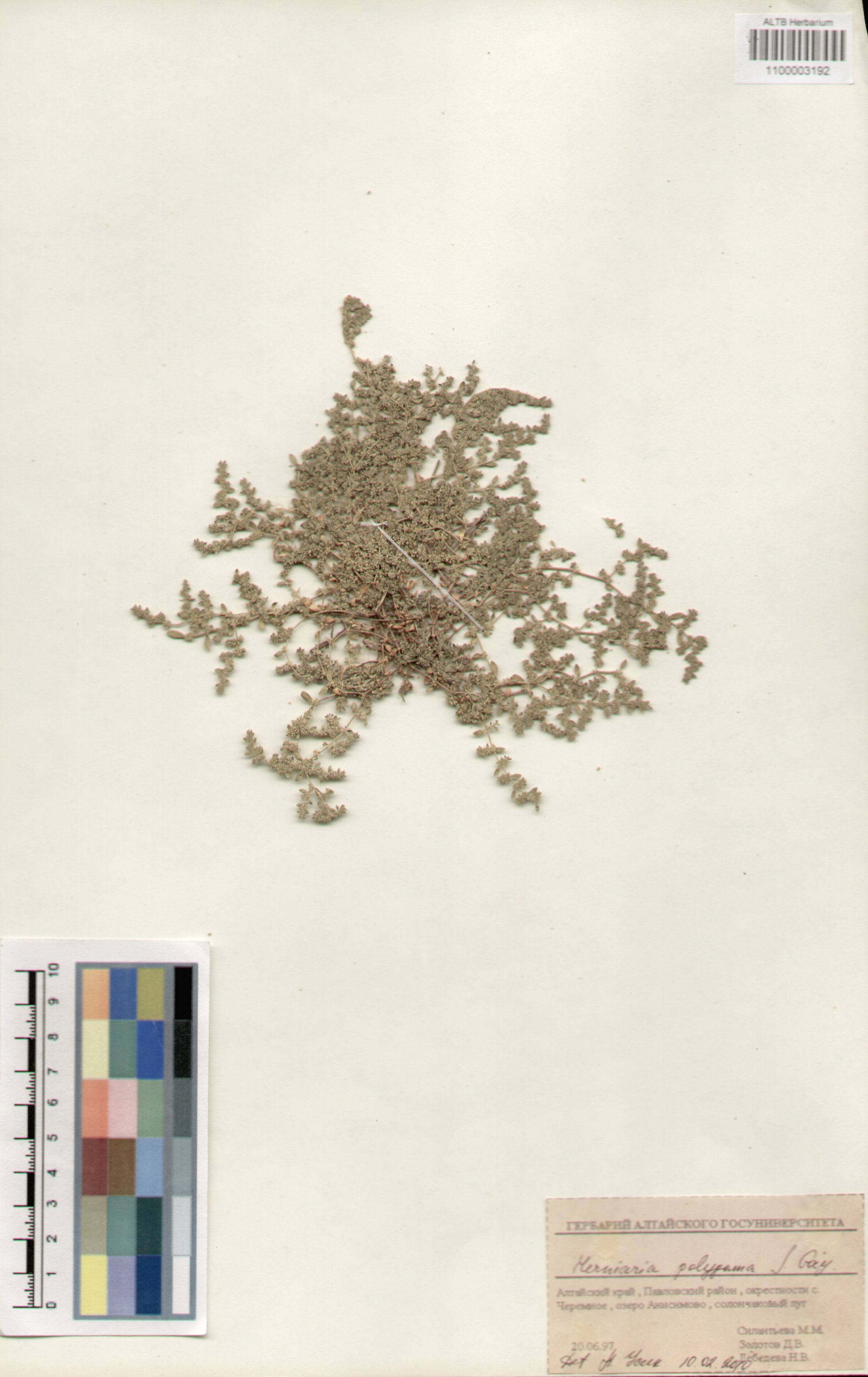 Caryophyllaceae,Herniaria polygama J. Gay.