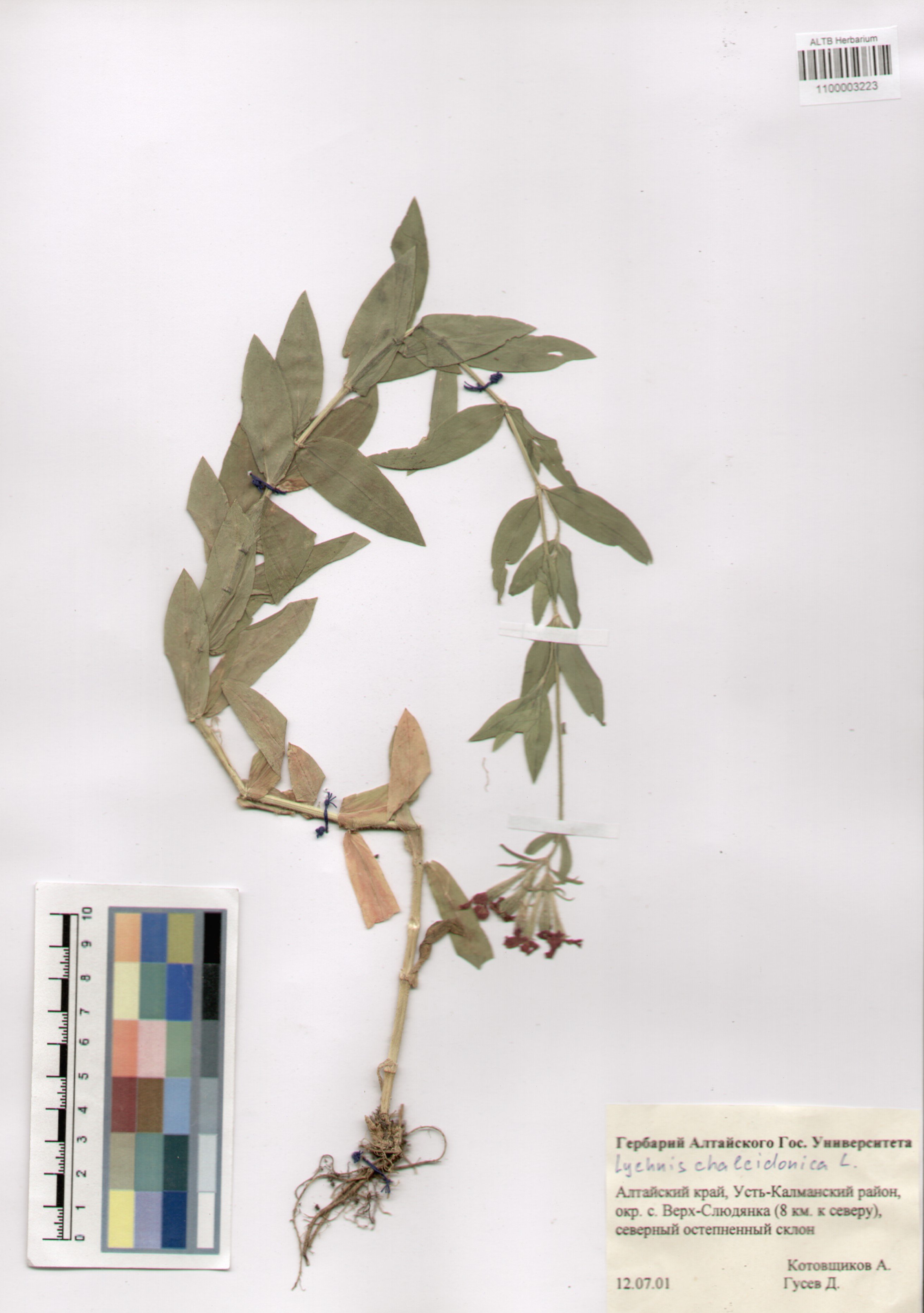 Caryophyllaceae,Lychnis chalcedonica L.