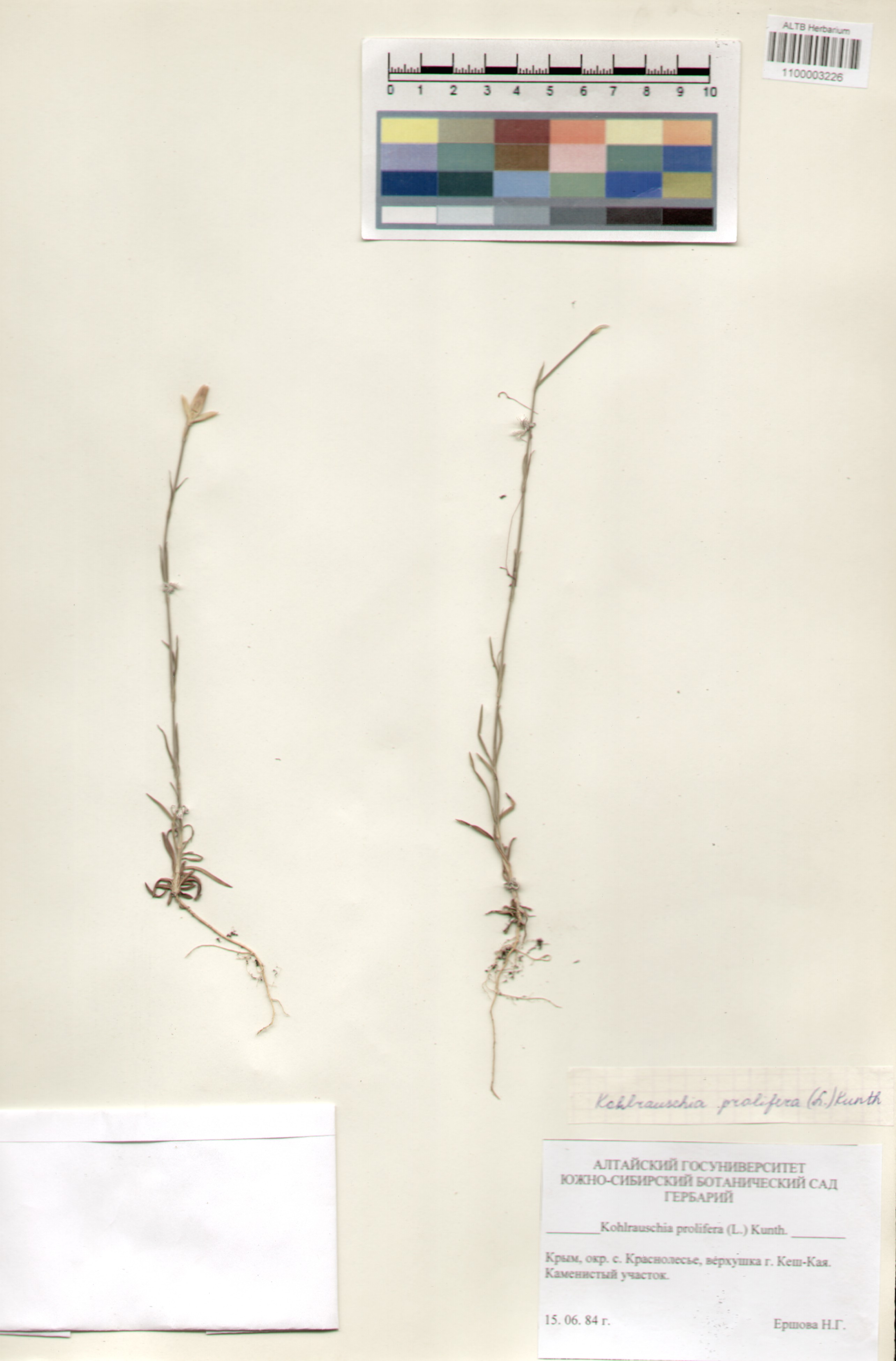 Caryophyllaceae,Kohlrauschia prolifera (L.) Kunth.