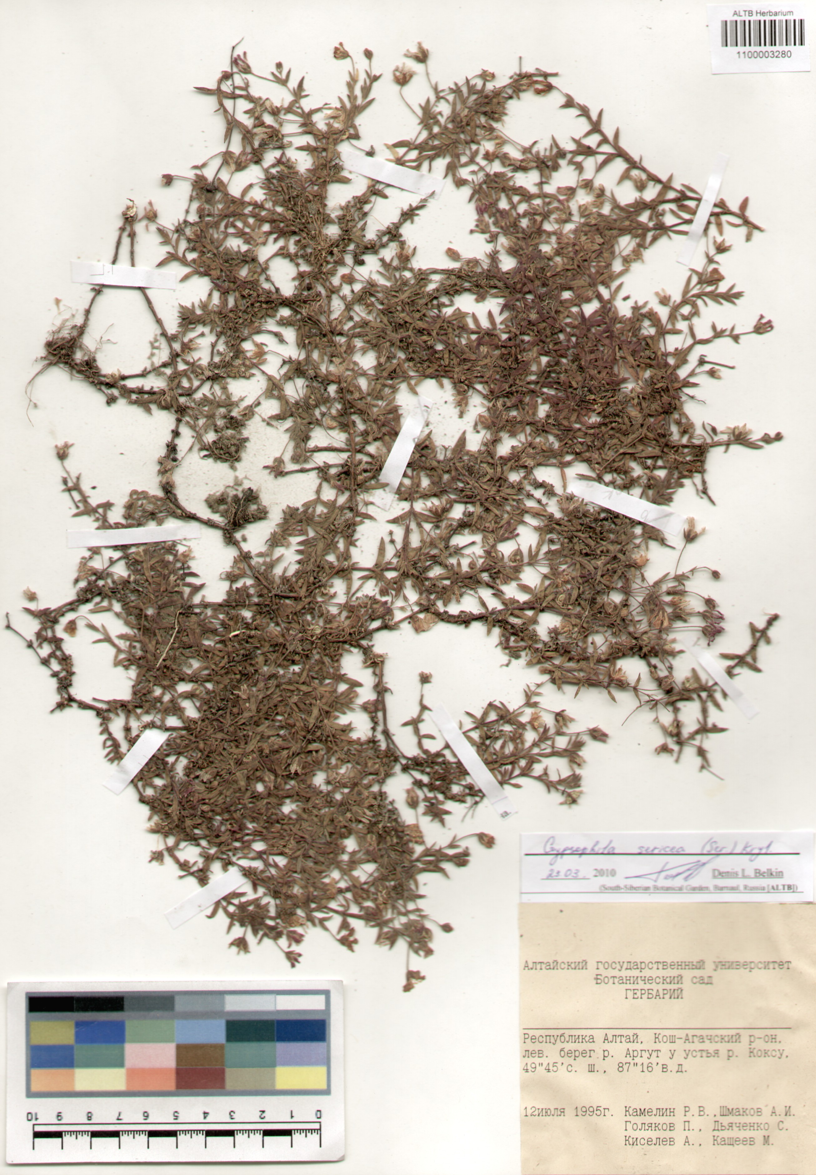 Caryophyllaceae,Gypsophila sericea (Ser.) Kryl.
