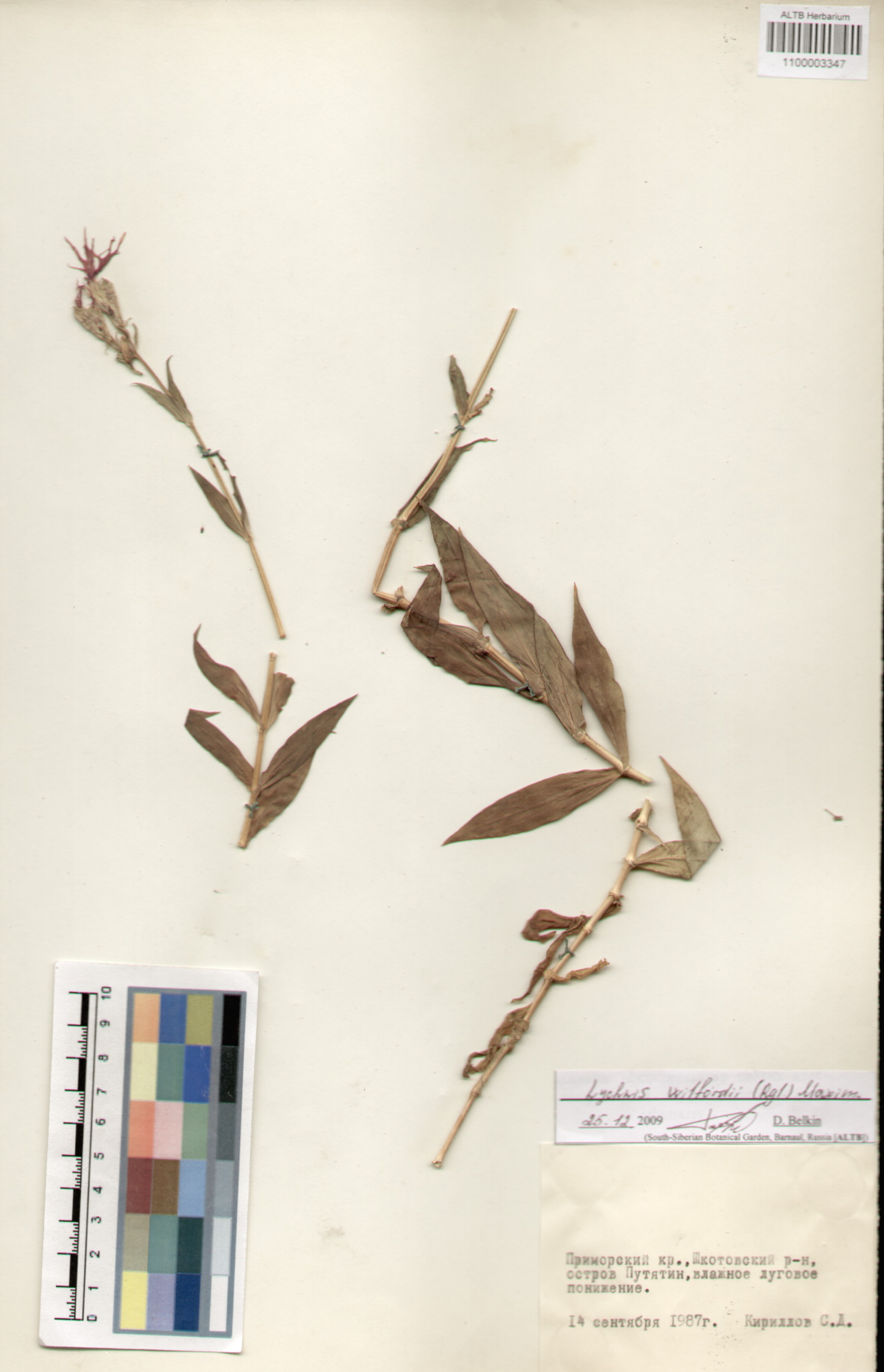 Caryophyllaceae,Lychnis wilfordii (Regel.) Maxim.