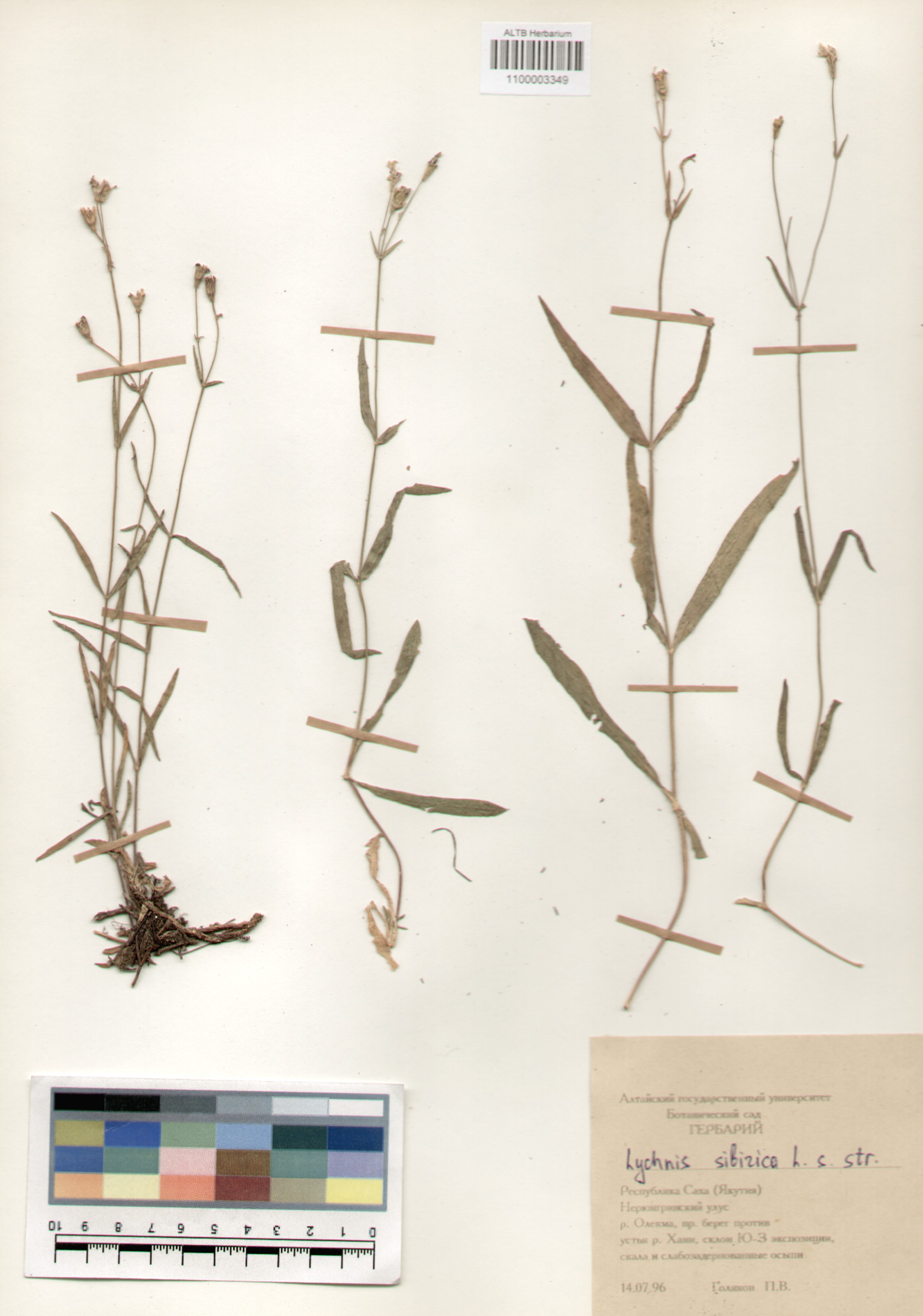 Caryophyllaceae,Lychnis sibirica L. Caryophyllaceae,Lychnis sibirica L.