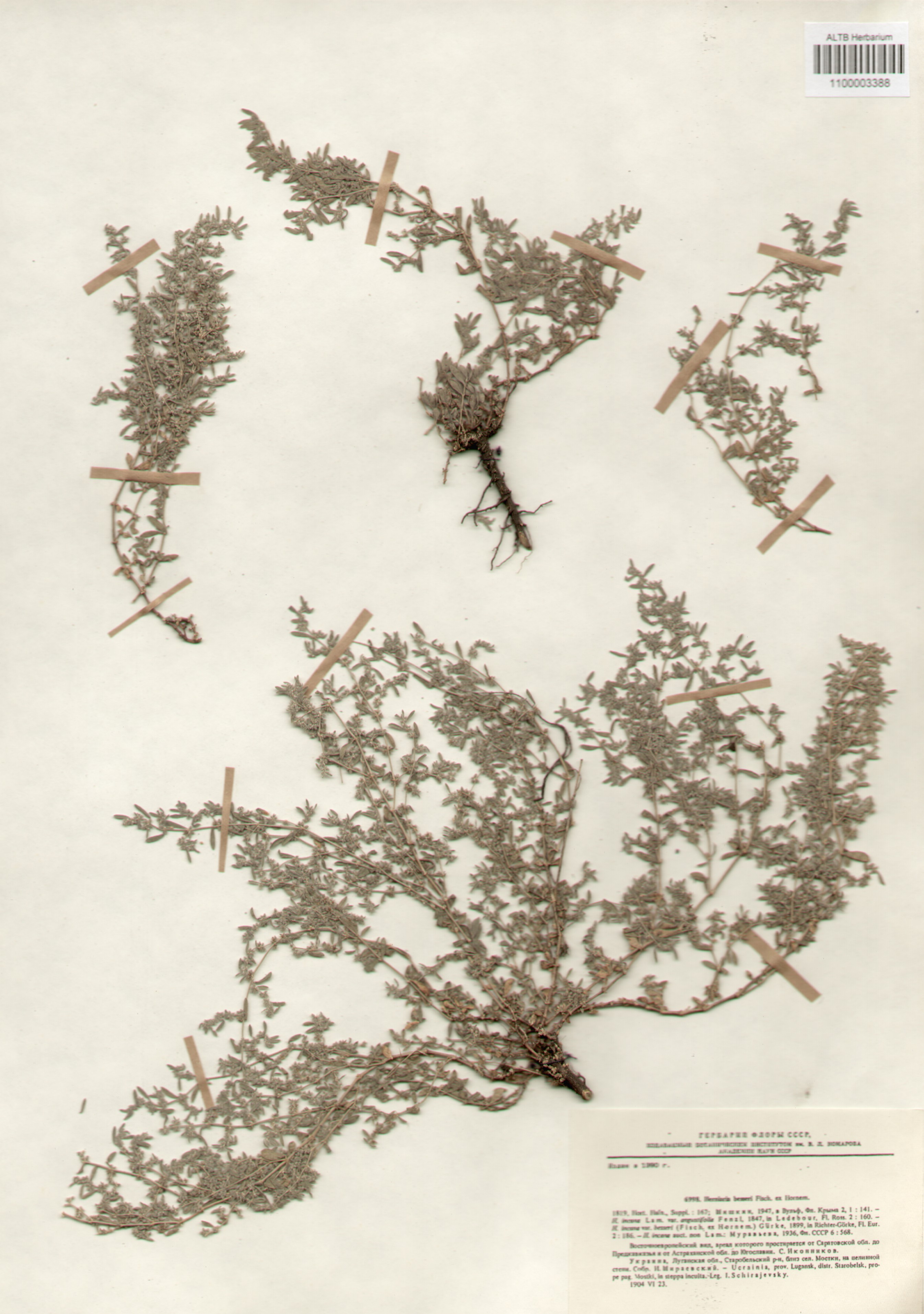 Caryophyllaceae,Herniaria besseri Fisch. ex. Hornem.