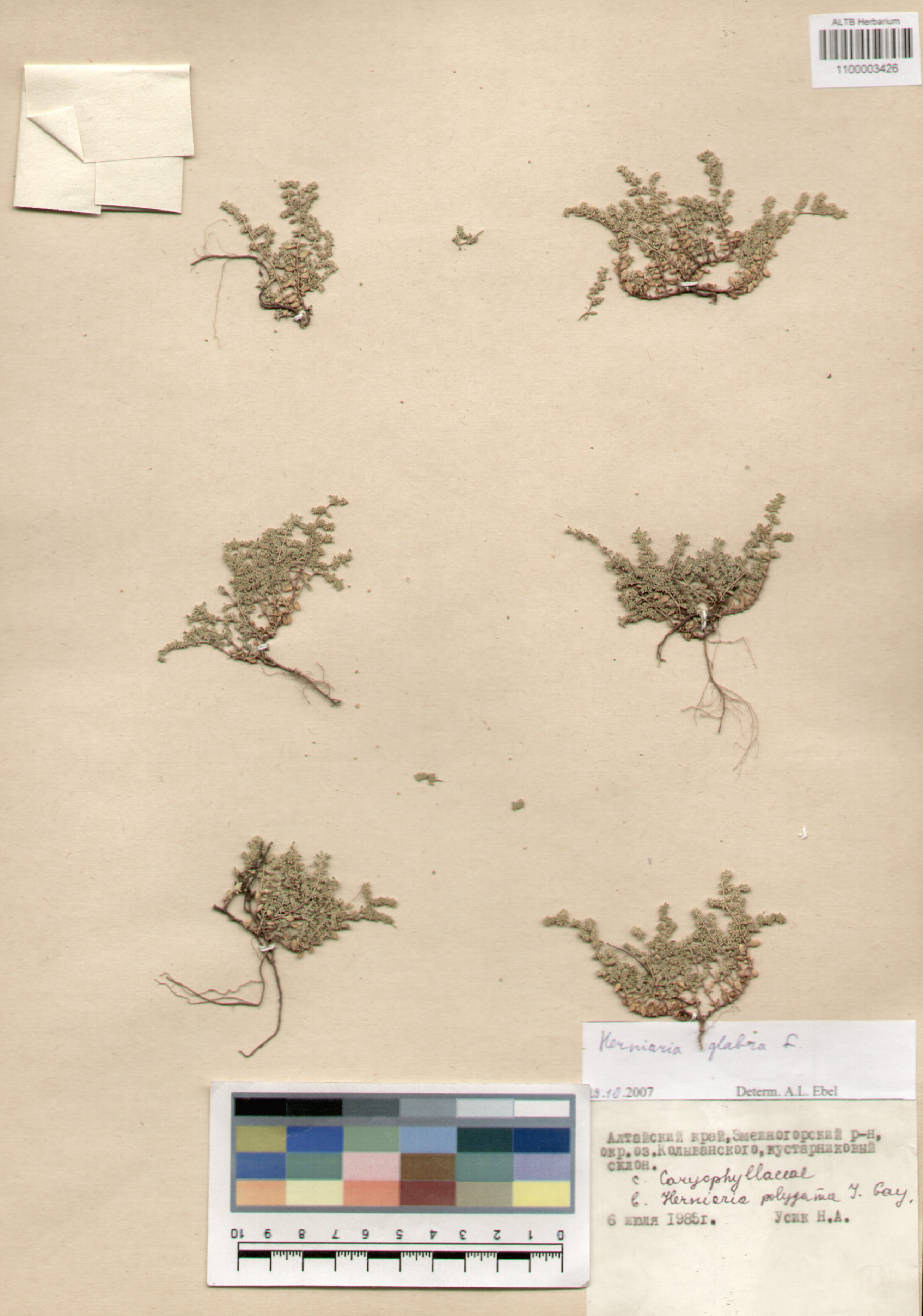 Caryophyllaceae,Herniaria glabra L.