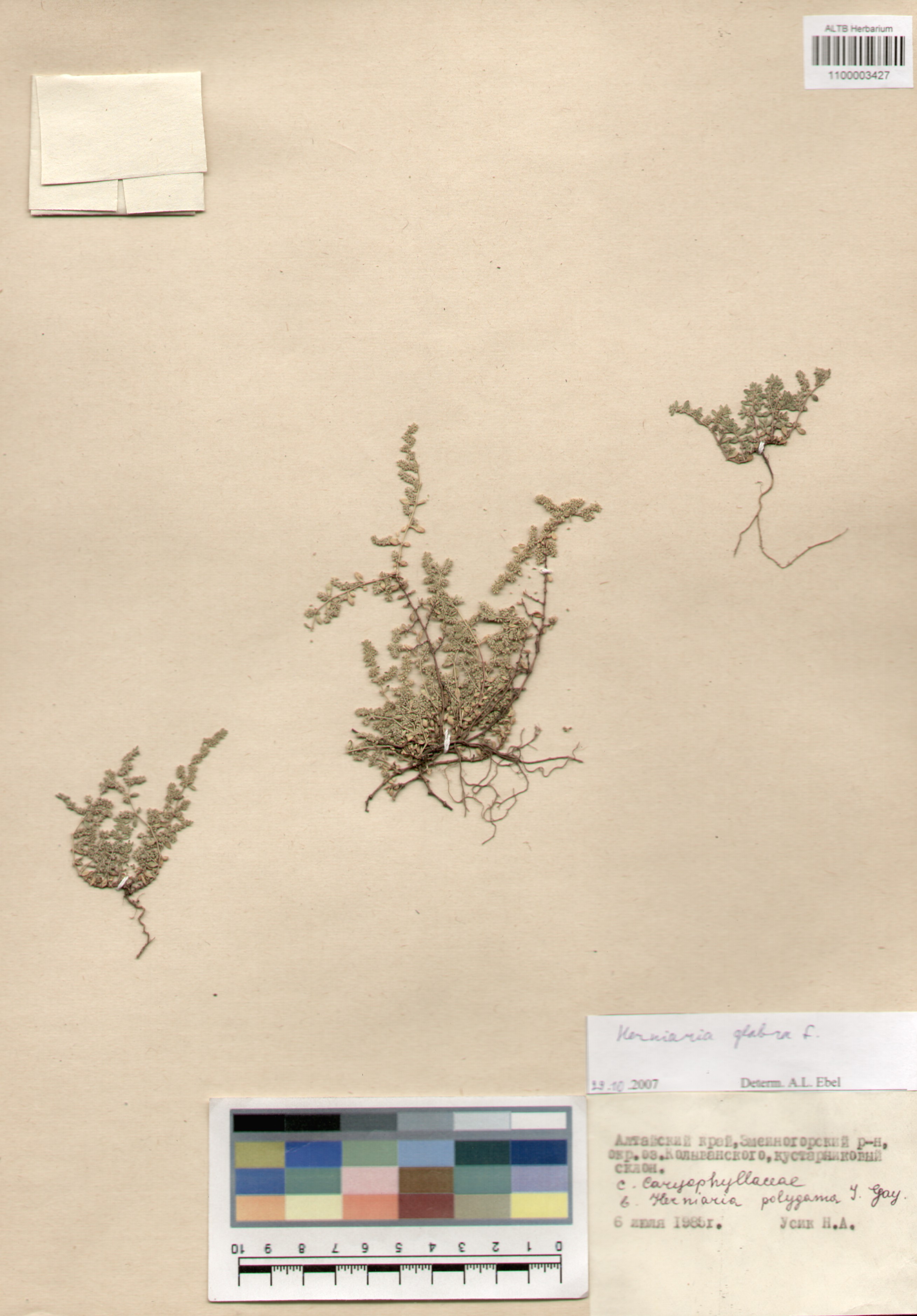 Caryophyllaceae,Herniaria glabra L.